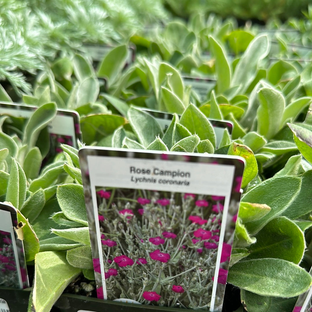 4" Lynchnis 'Rose Campion'