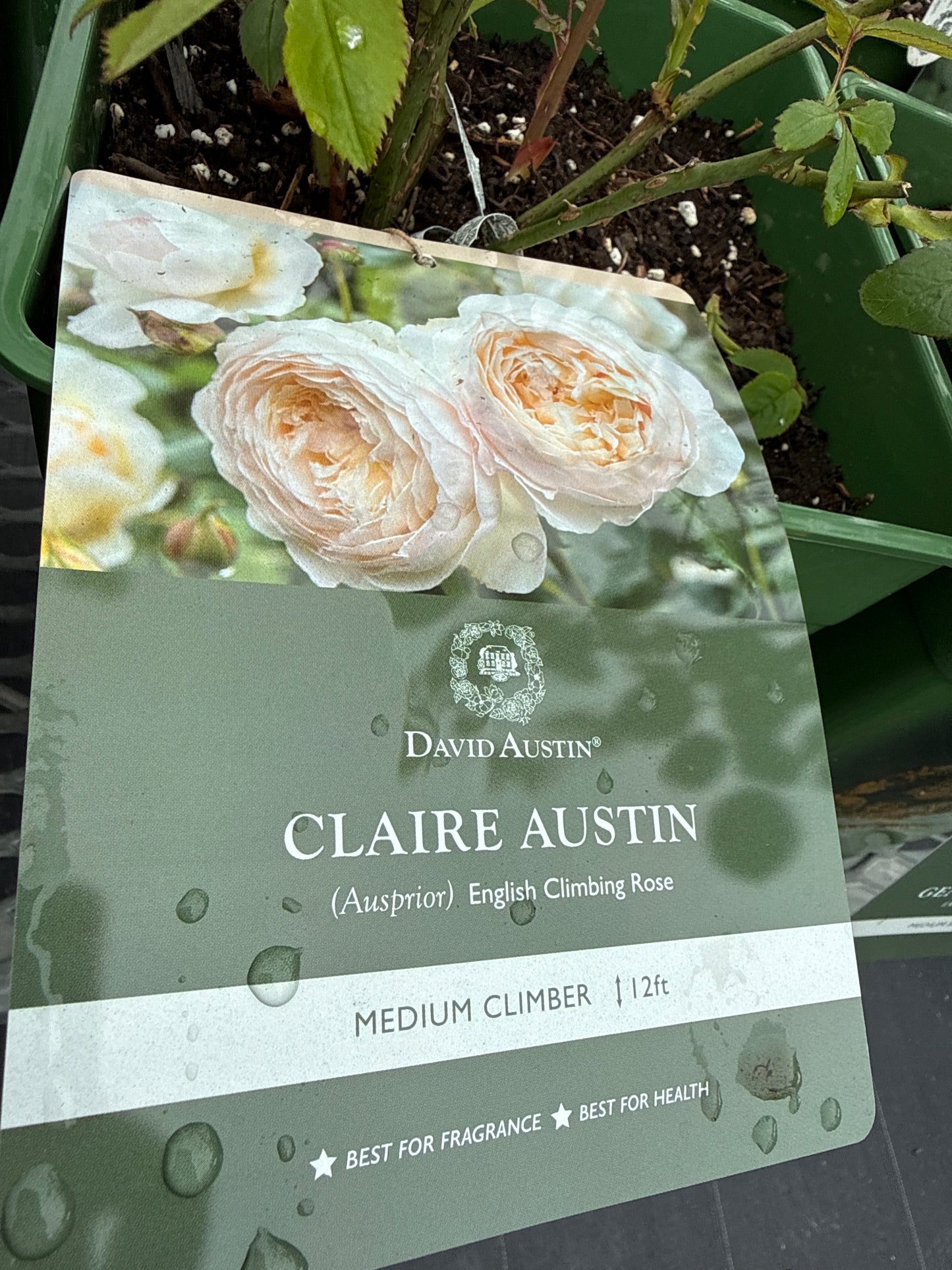 David Austin Rose 'Claire Austin'