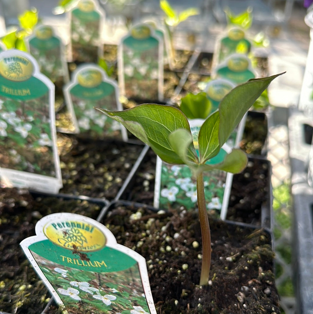 4" Trillium