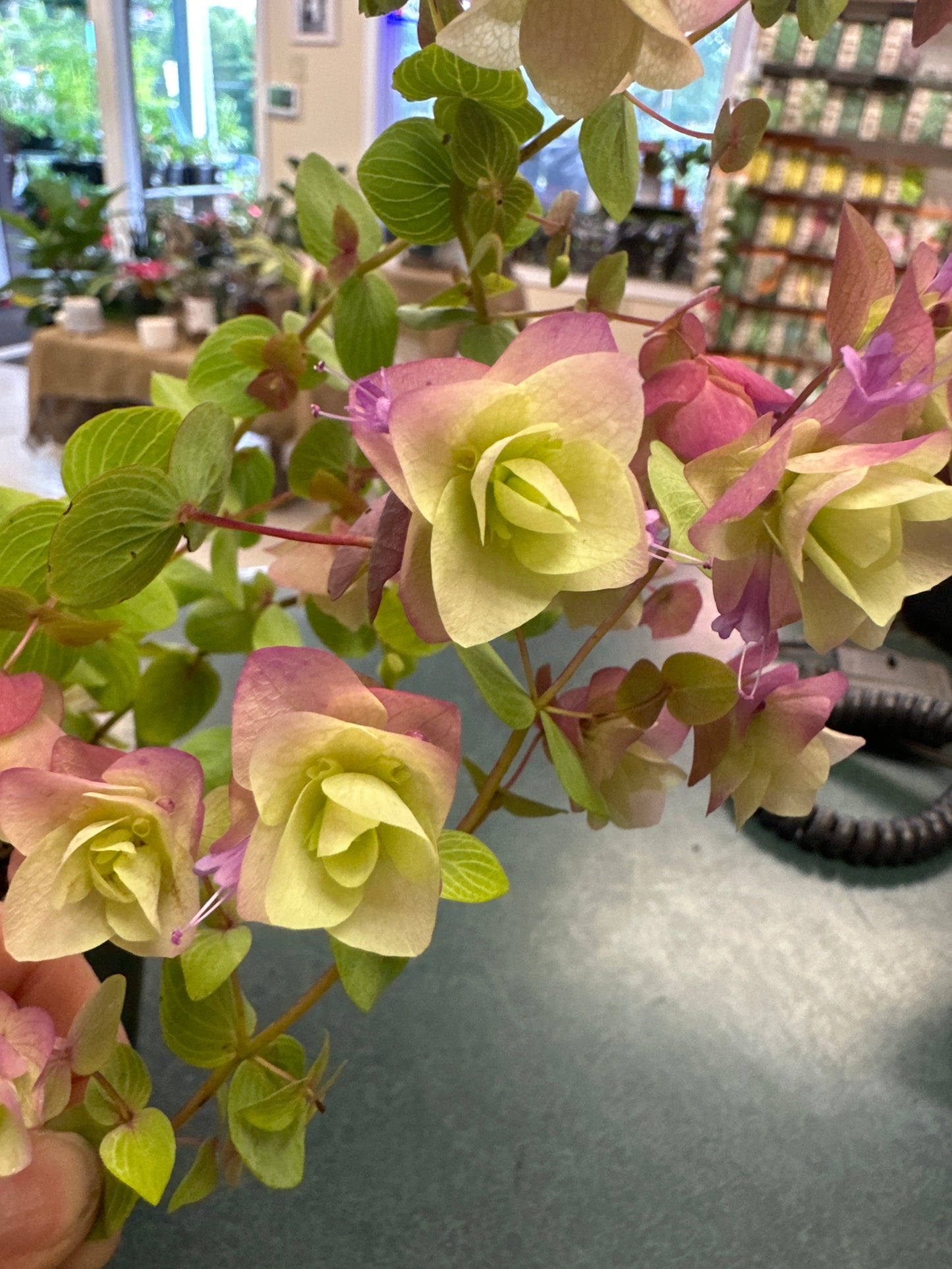 Origanum (Ornamental Oregano)