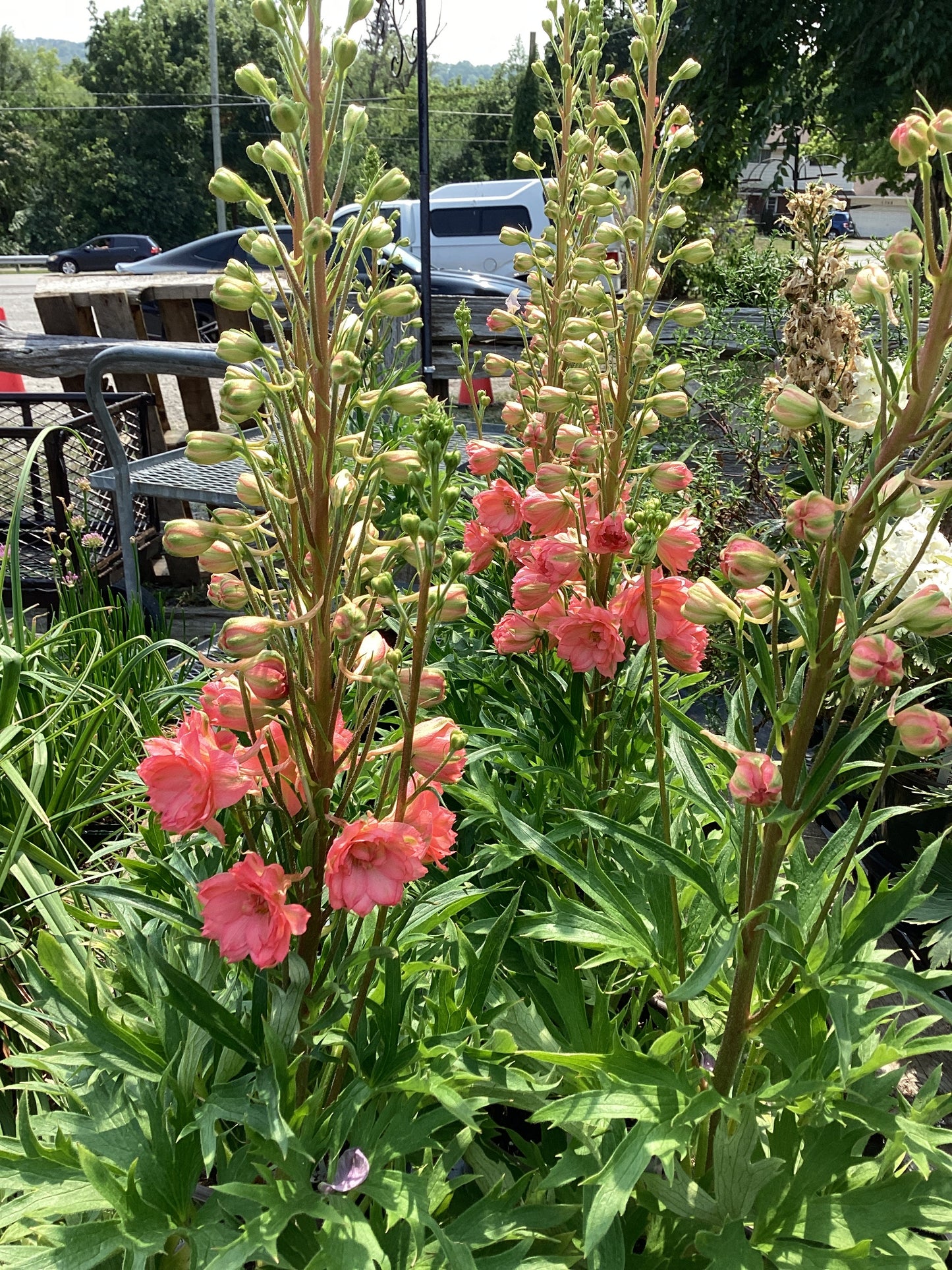 1 Gal Delphinium