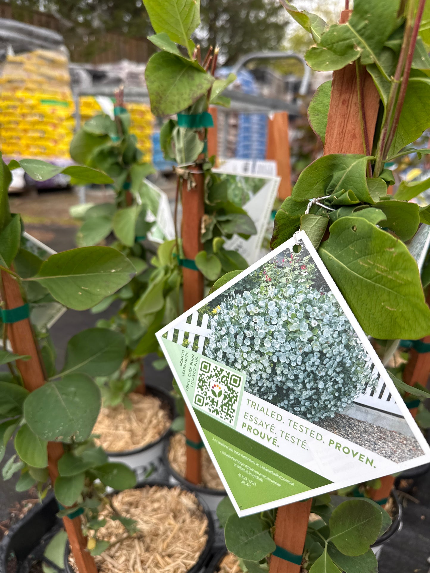 Honeysuckle 'Kintzley's Ghost' Proven Winners