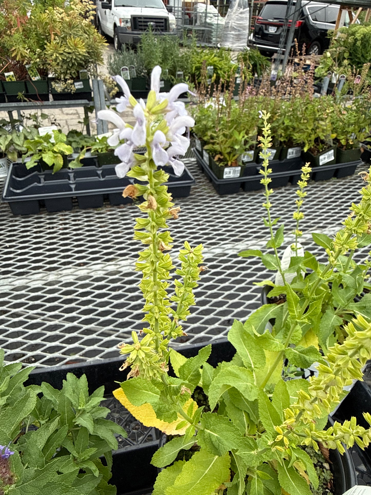 1 Gal Perennial Sage (Salvia)