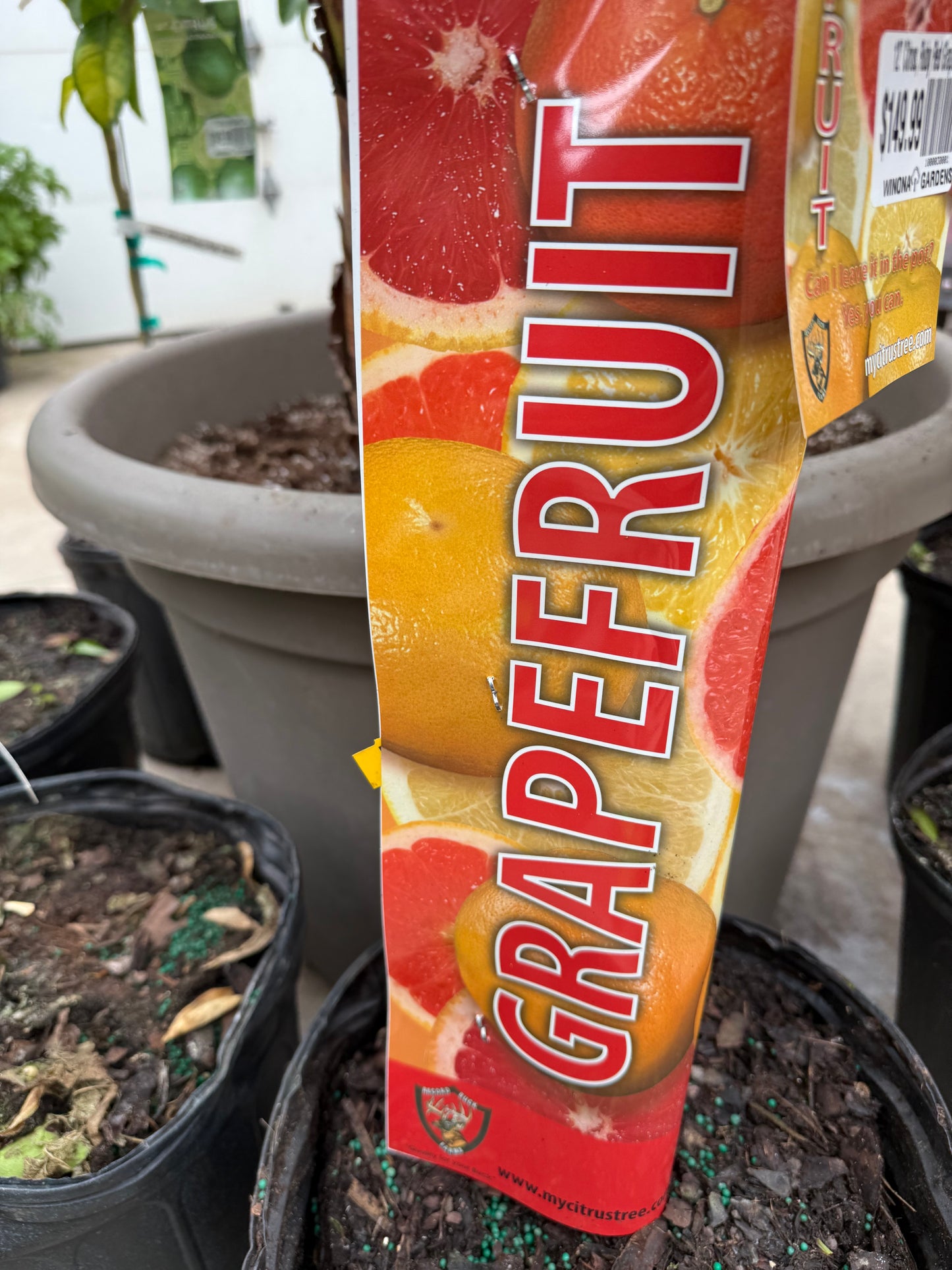 12" Citrus, Ruby Red Grapefruit