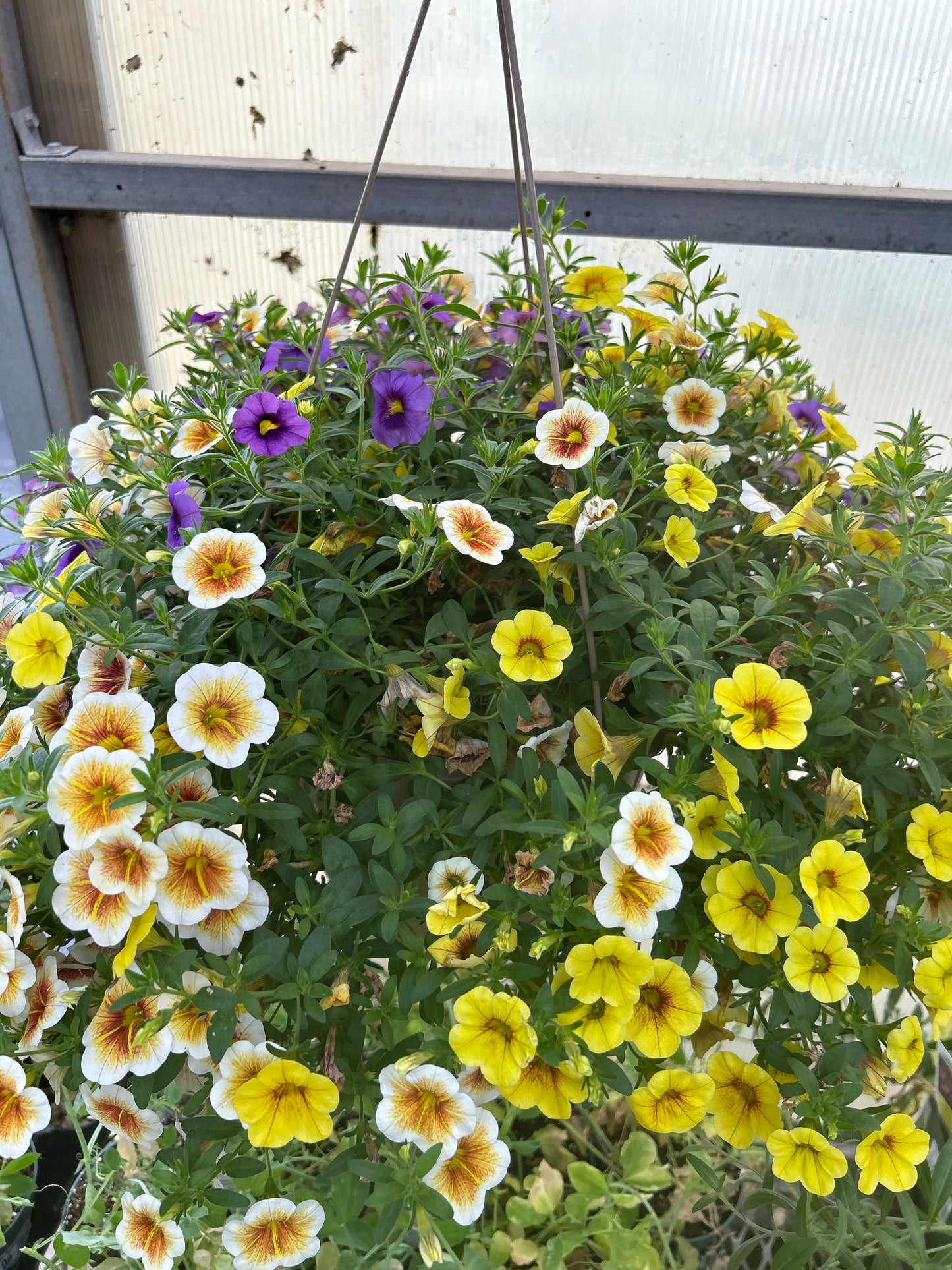 10" Million Bells (Calibrachoa) Hanging Basket