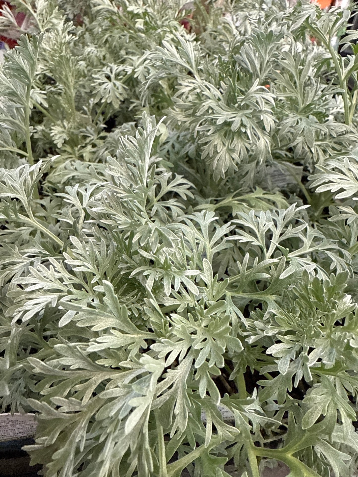 4" Artemisia
