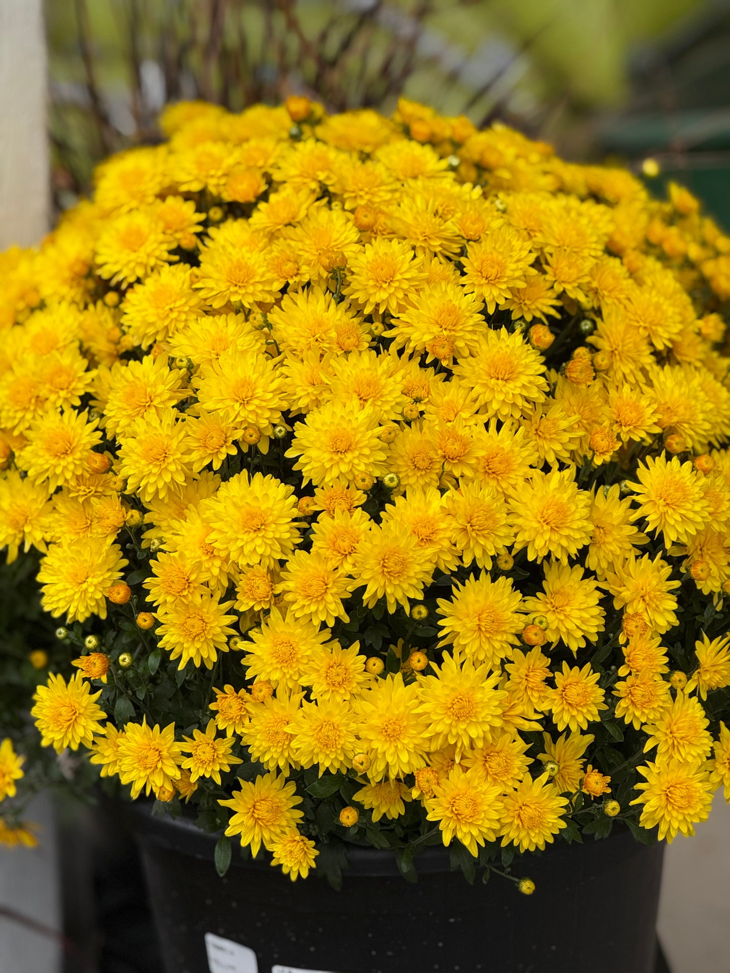 Fall Mum - 10" Porch Pot