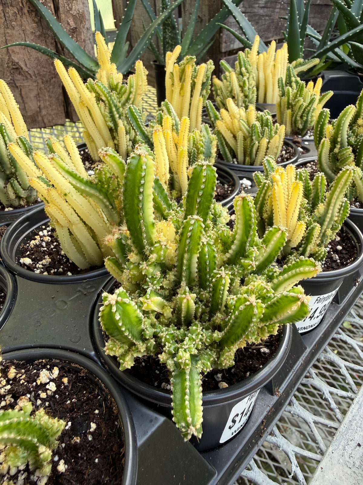 Fairytale Cactus