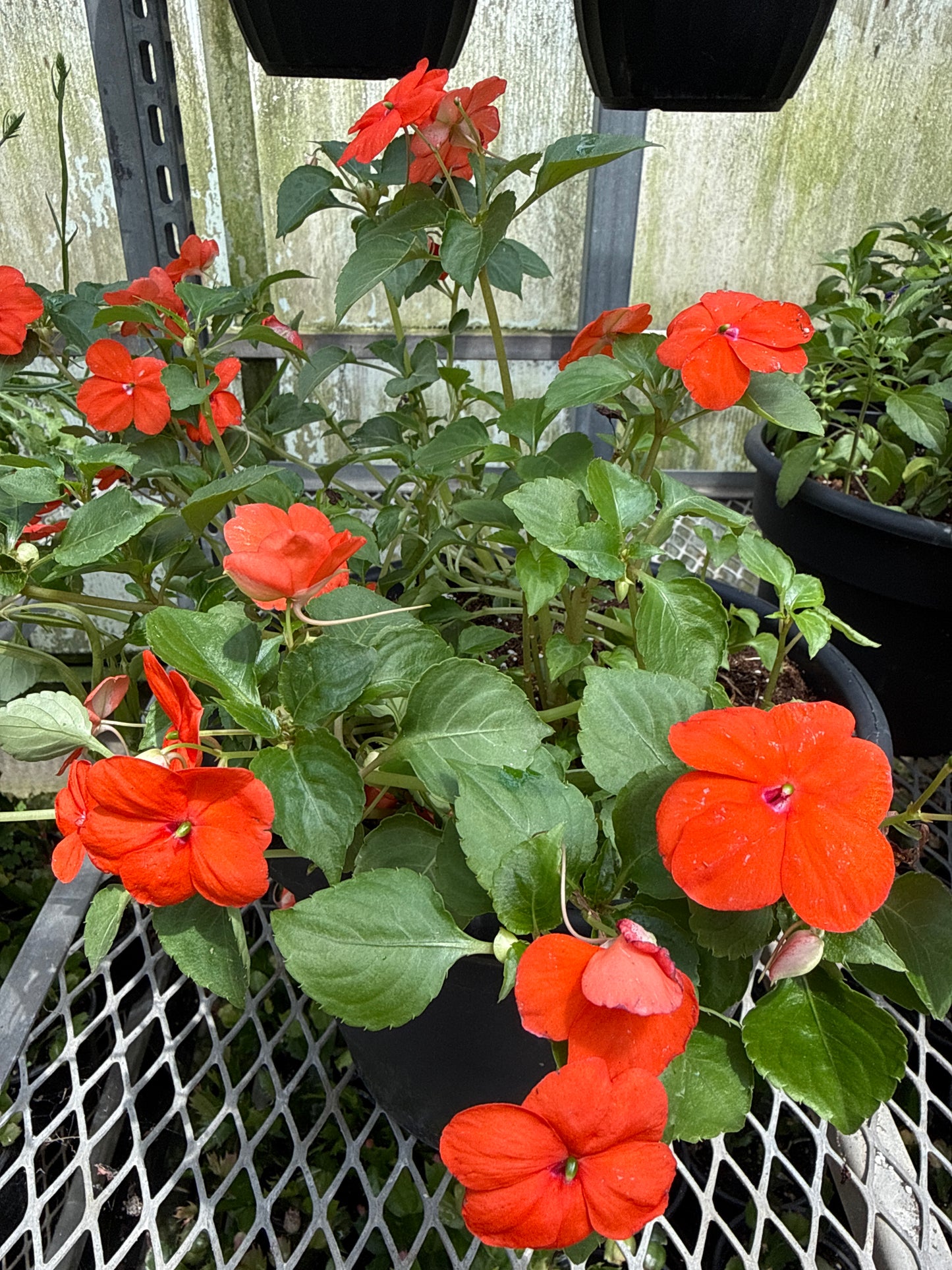 10" One Variety Summer Planters