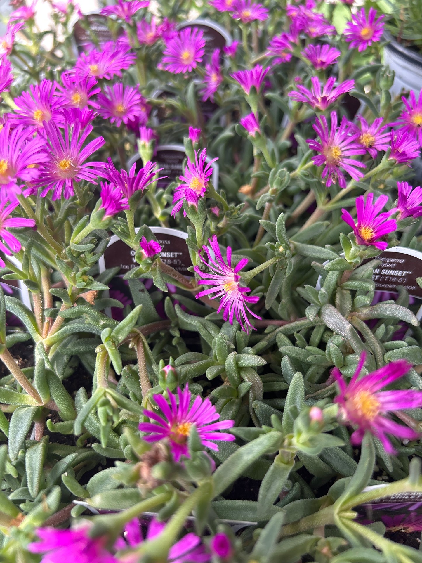 Ice Plant 'Delosperma'