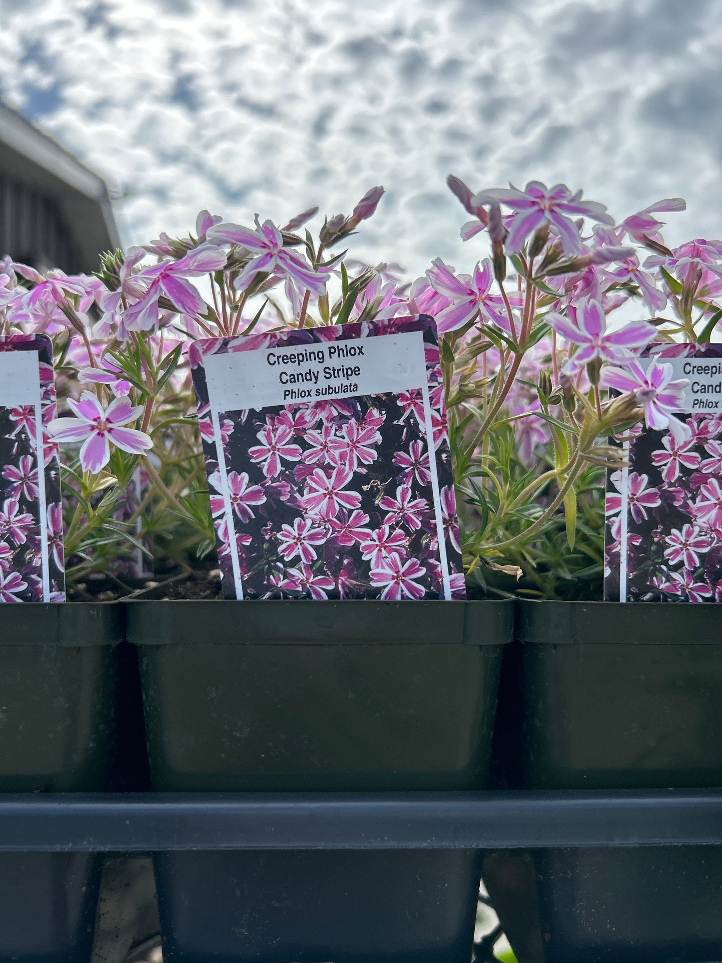 4" Creeping Phlox (Subulata)
