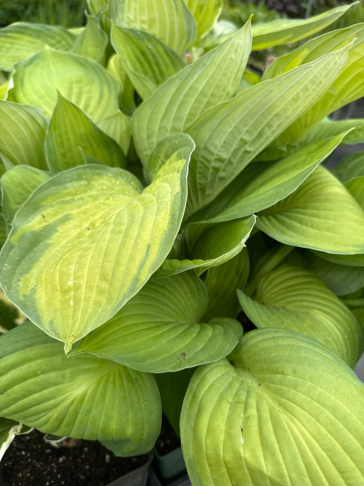 Hosta 'Gold Standard'