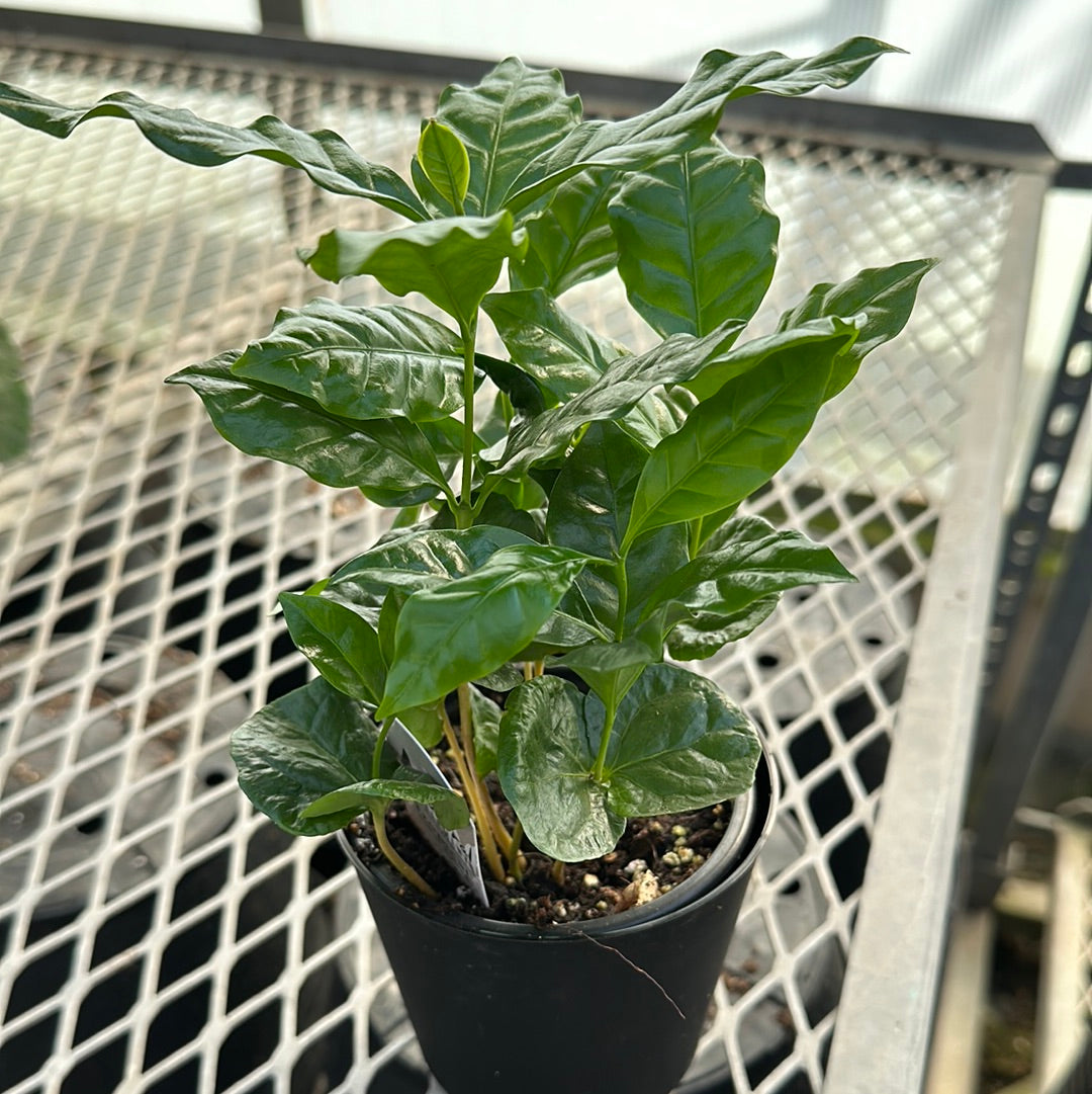 4" Coffee Plant (Coffea)