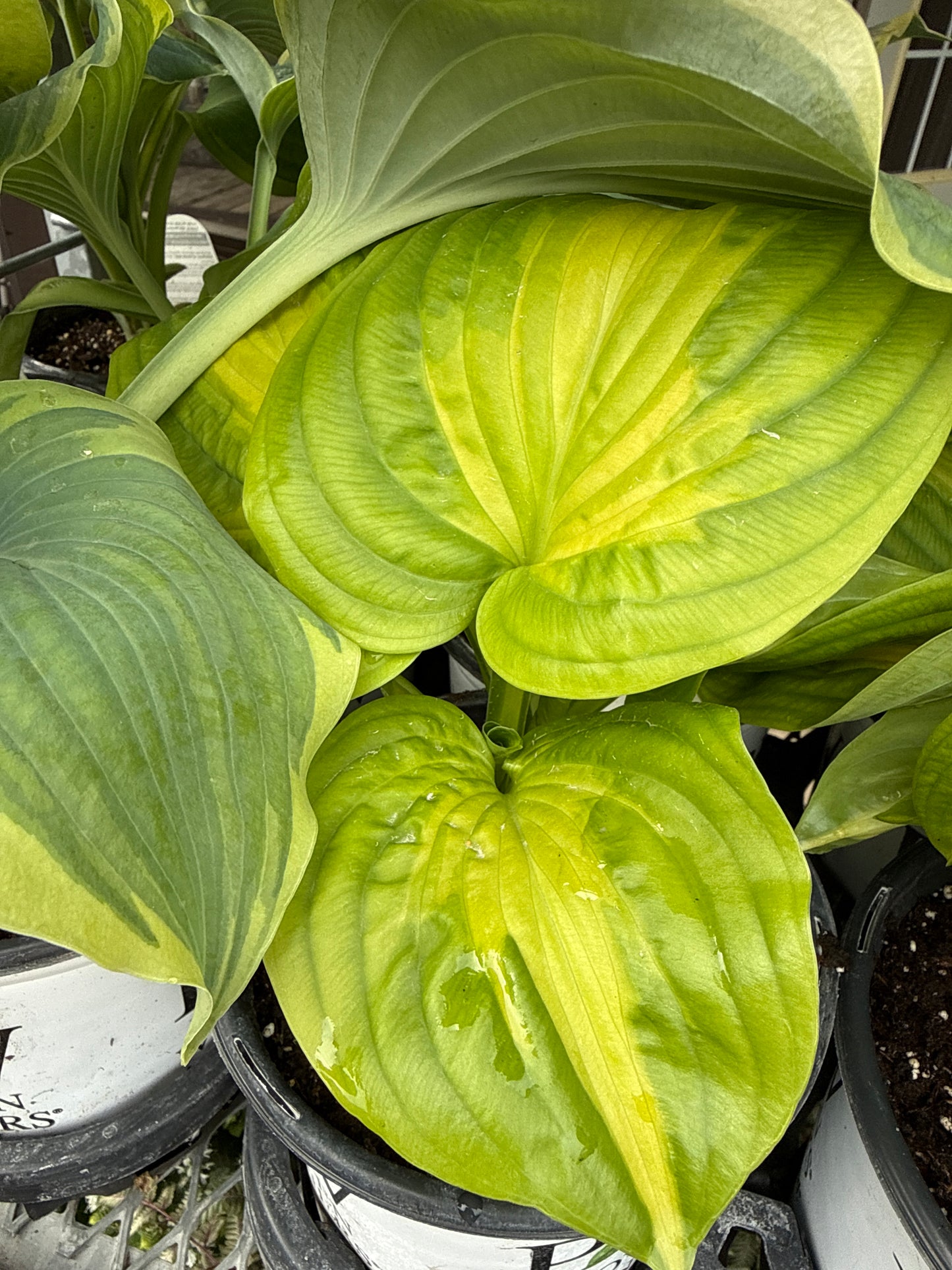 1 Gal Hosta 'Etched Glass'