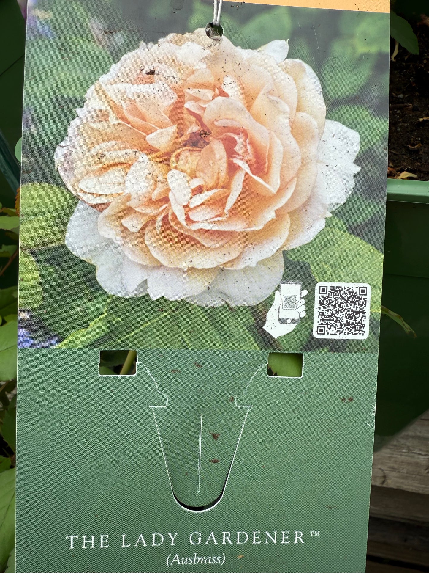 David Austin Rose 'The Lady Gardener'