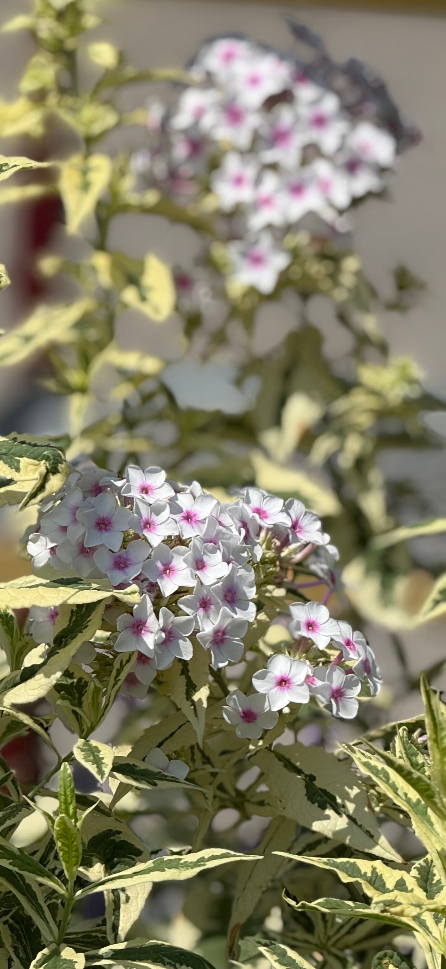 1 Gal Tall/Garden/Summer Phlox