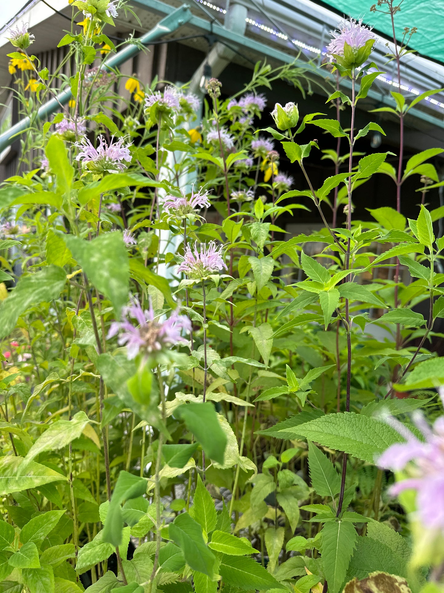 1 Gal Monarda Fistulosa 'Wild Bergamot' Bee balm