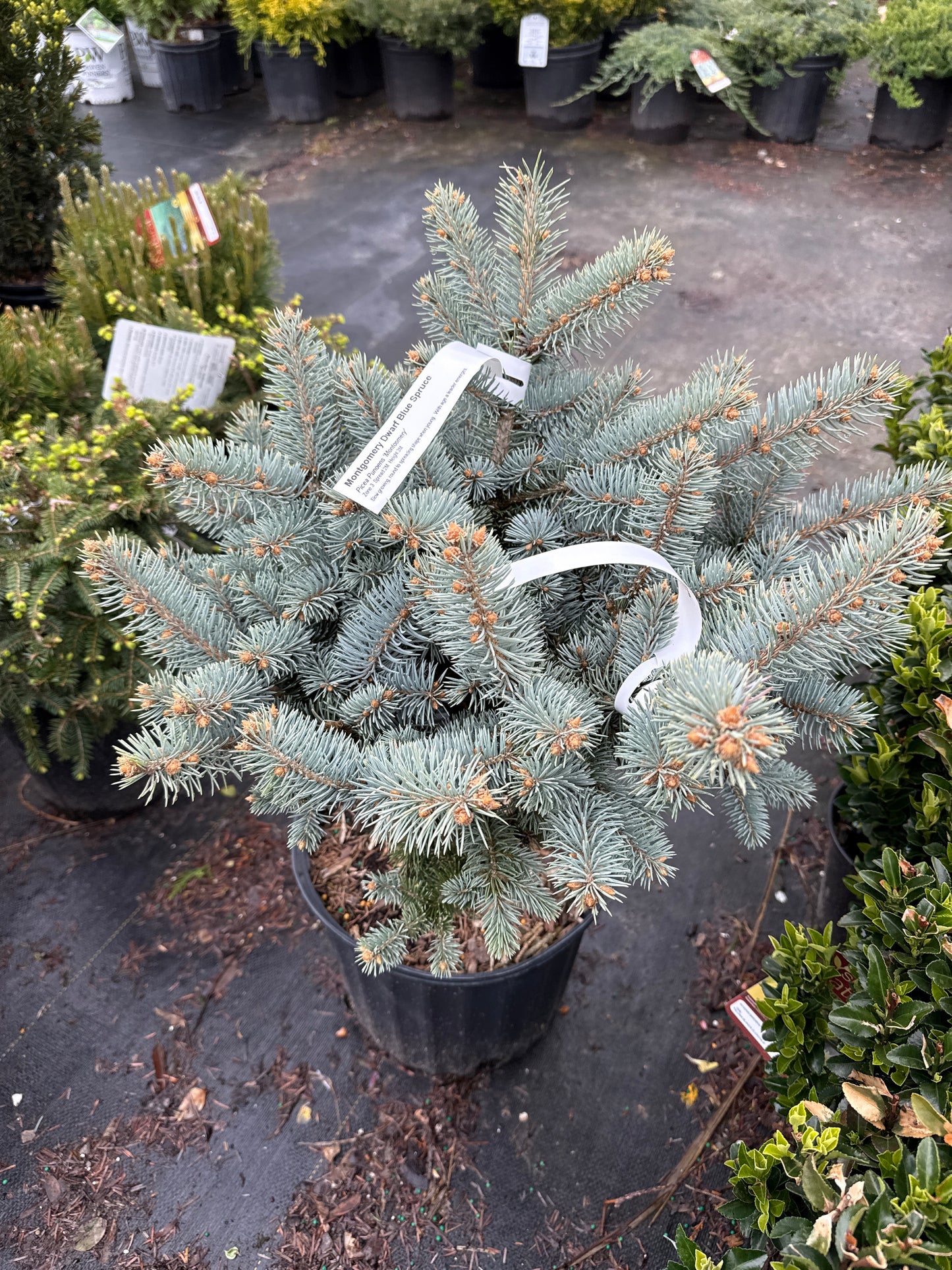 Montgomery Blue Spruce