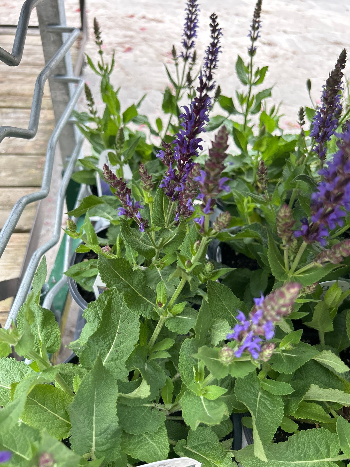 1 Gal Perennial Sage (Salvia)