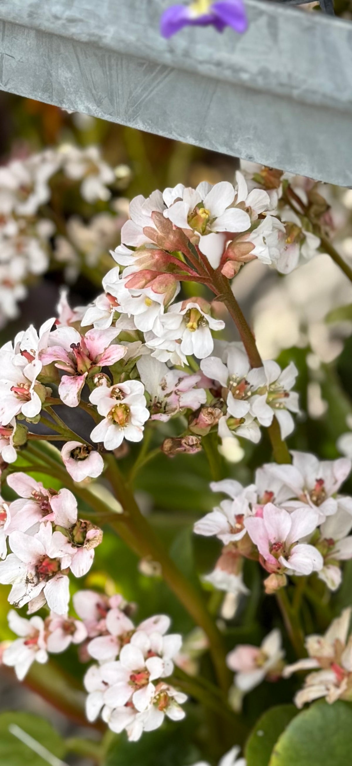 Bergenia