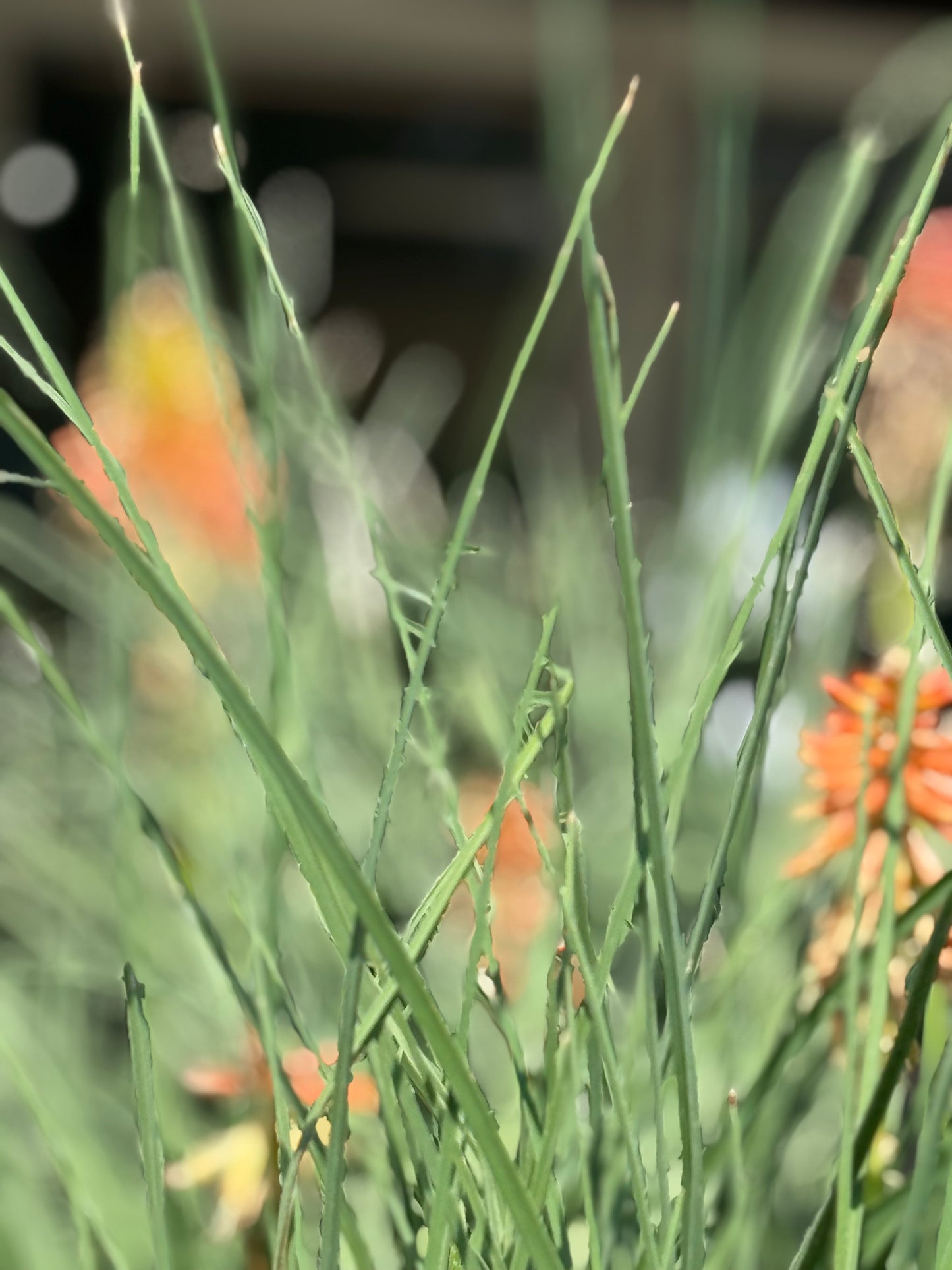 1 Gal Kniphofia 'Papaya Popsicle'