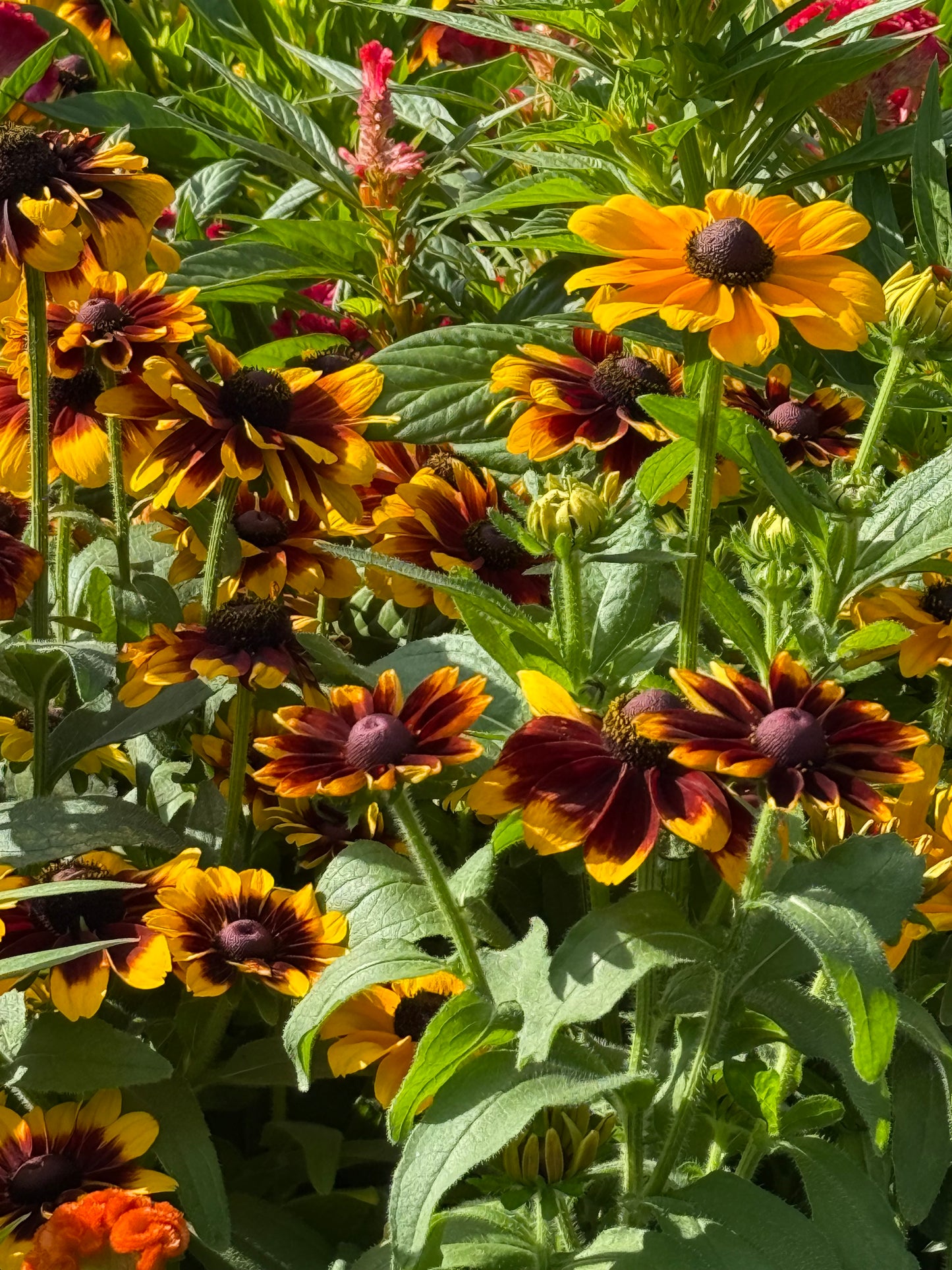 4.5" Rudbeckia