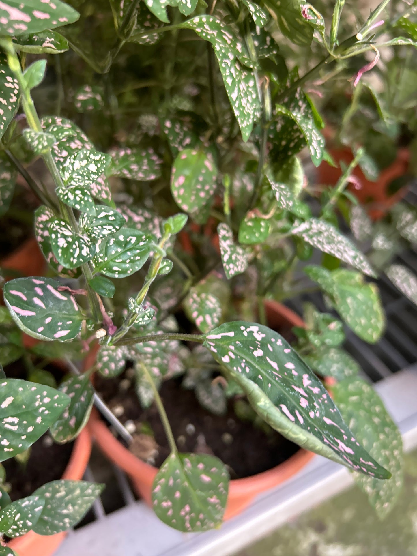 6" Polka Dot Plant