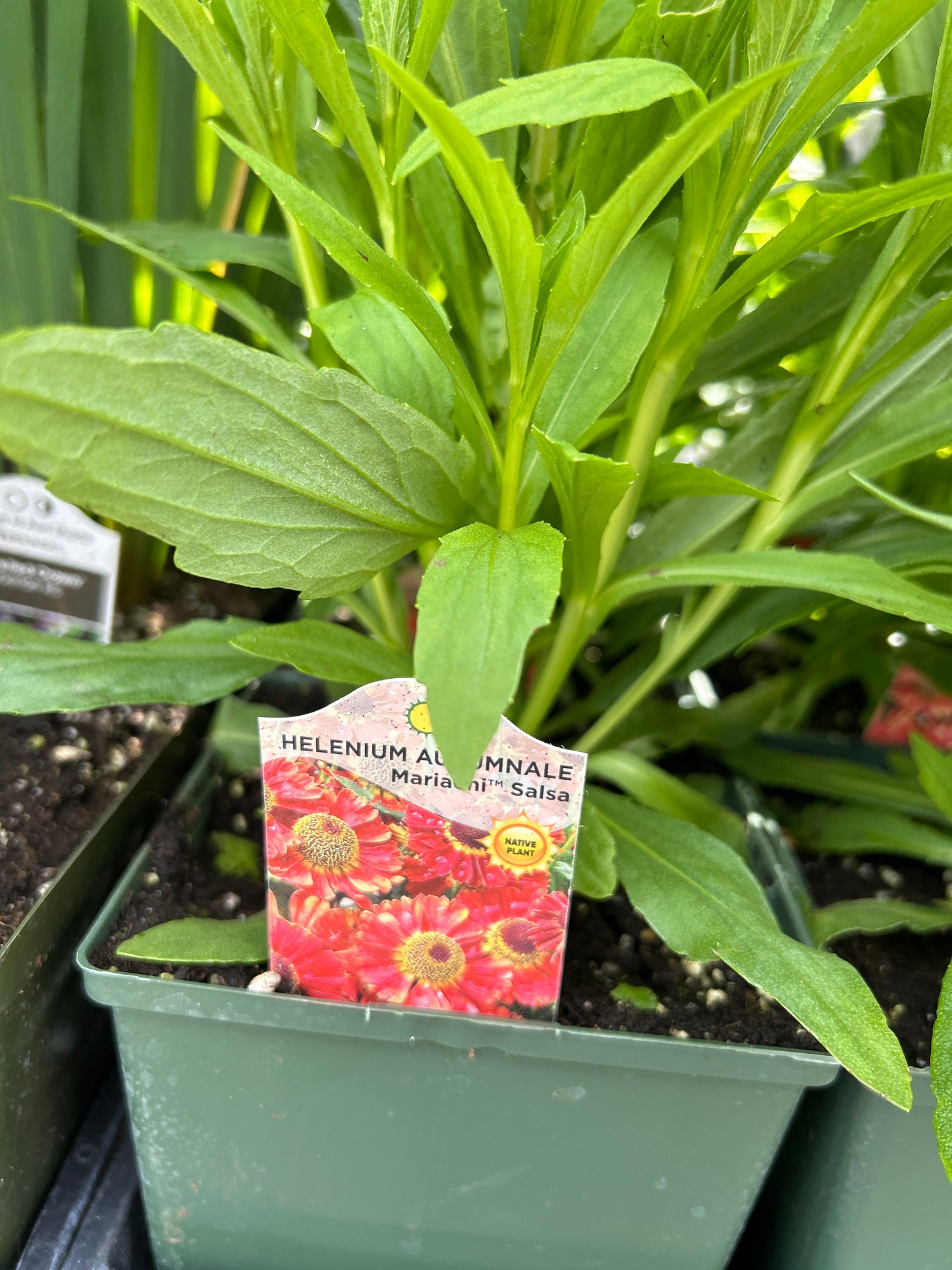 1 Gal Helenium