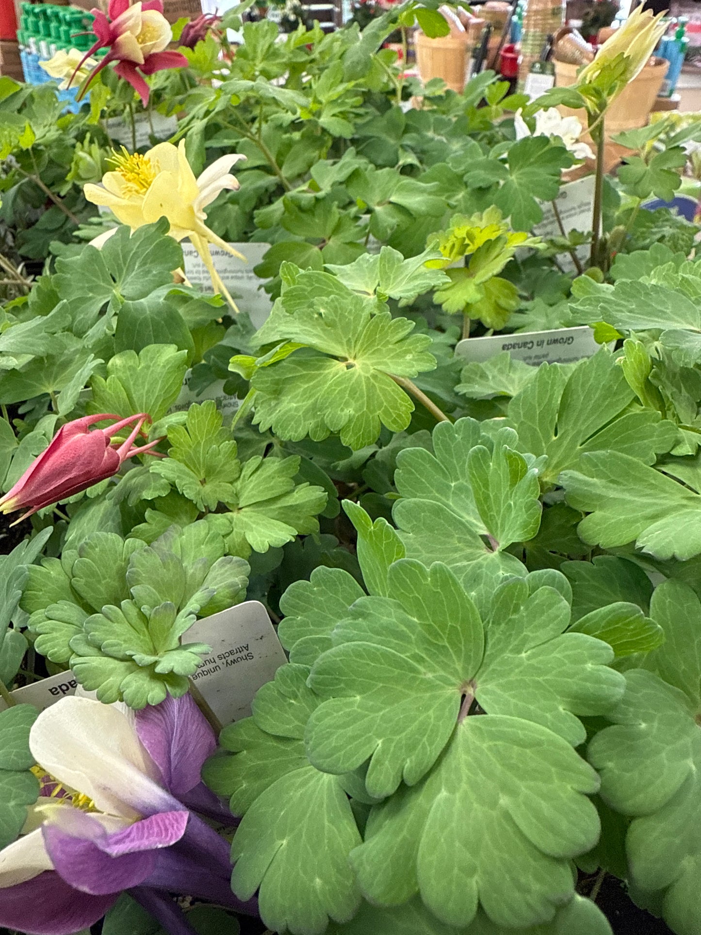 4" Columbine (Aquilegia)