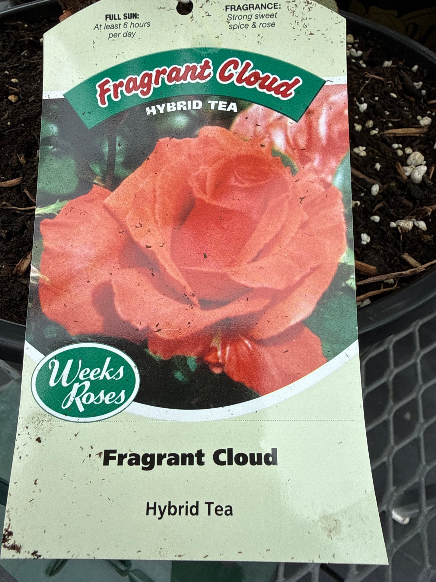 Weeks Roses 'Fragrant Cloud'