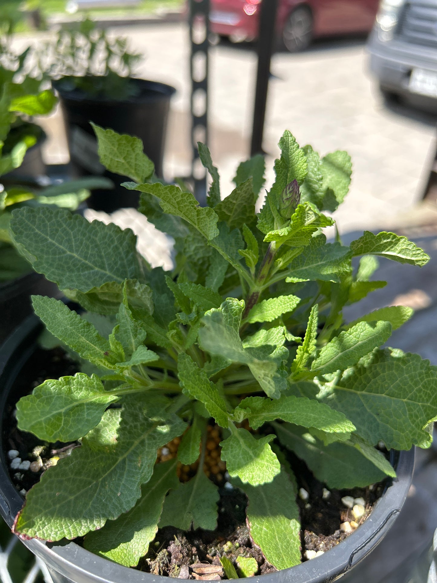 1 Gal Perennial Sage (Salvia)