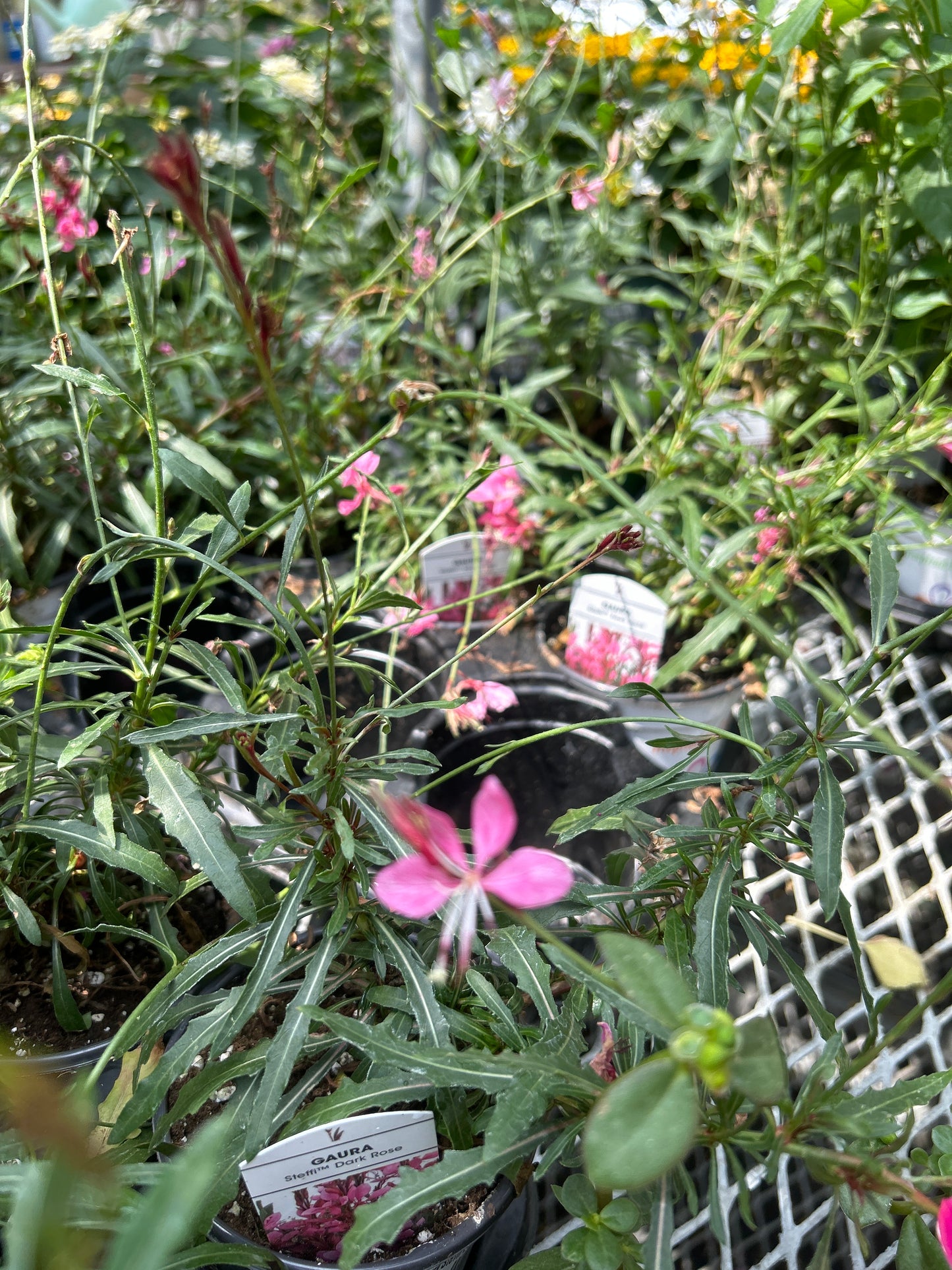 4" Gaura