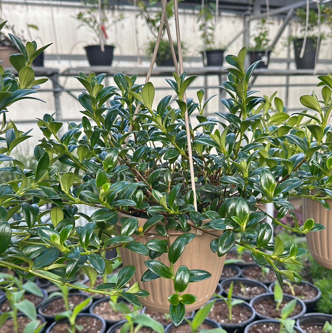 6.5" Goldfish (Nematanthus) Hanging Basket