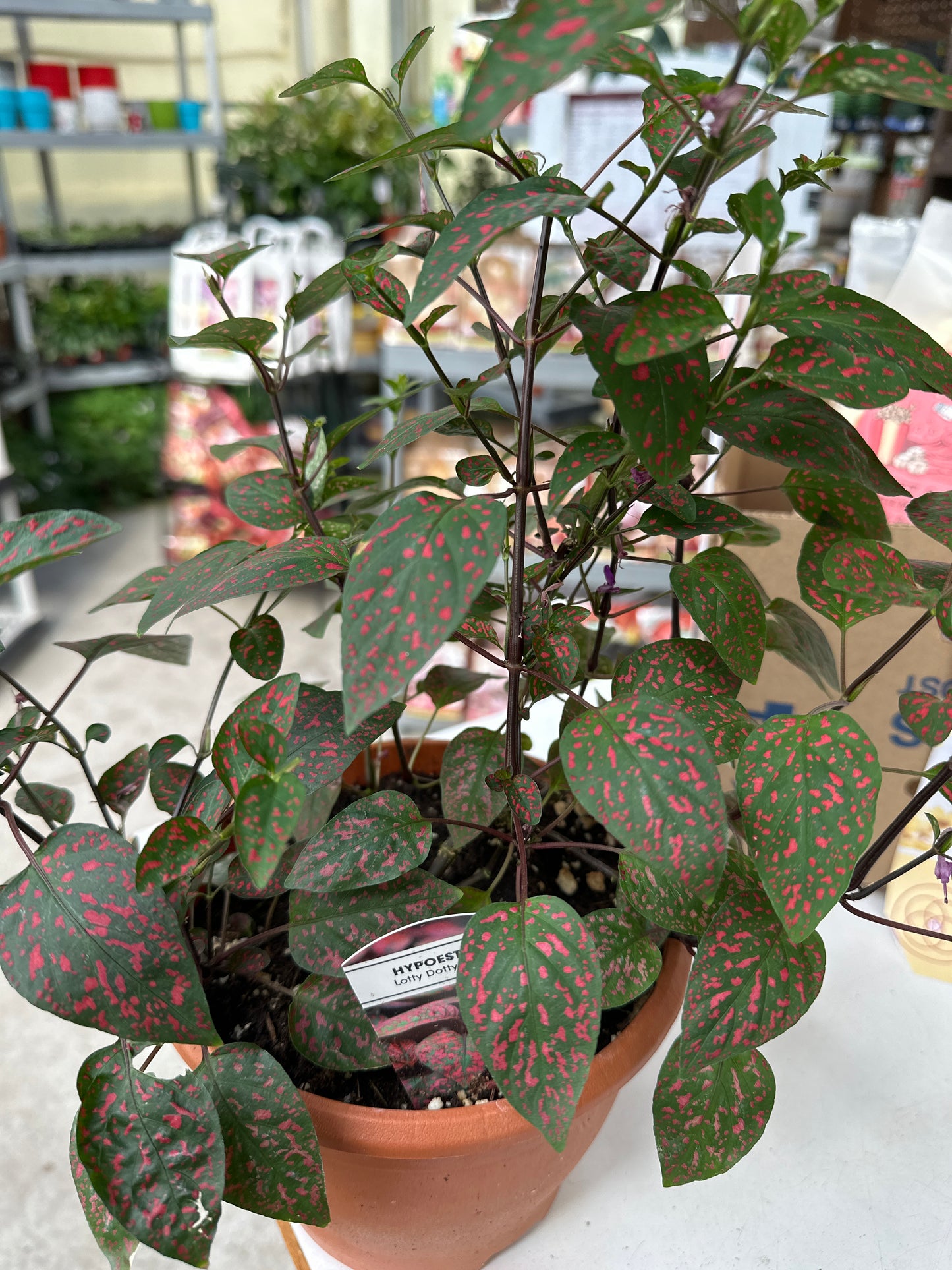 6" Polka Dot Plant