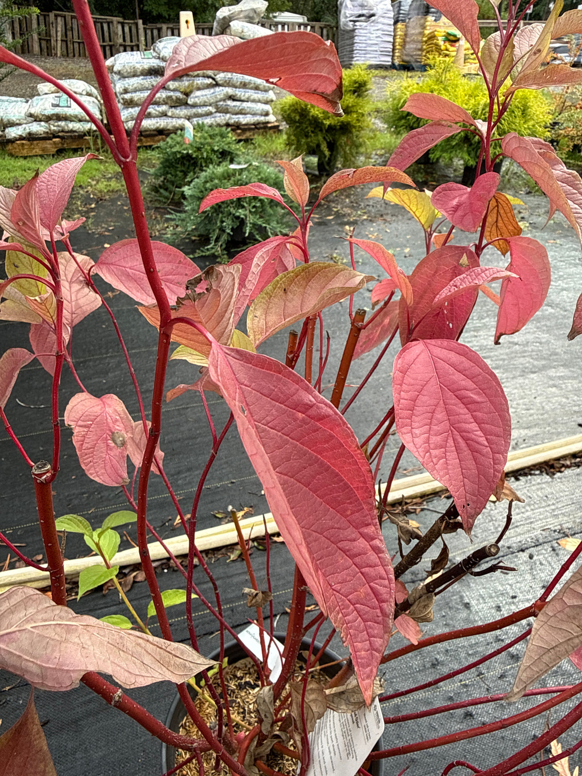 Dogwood Red Osier