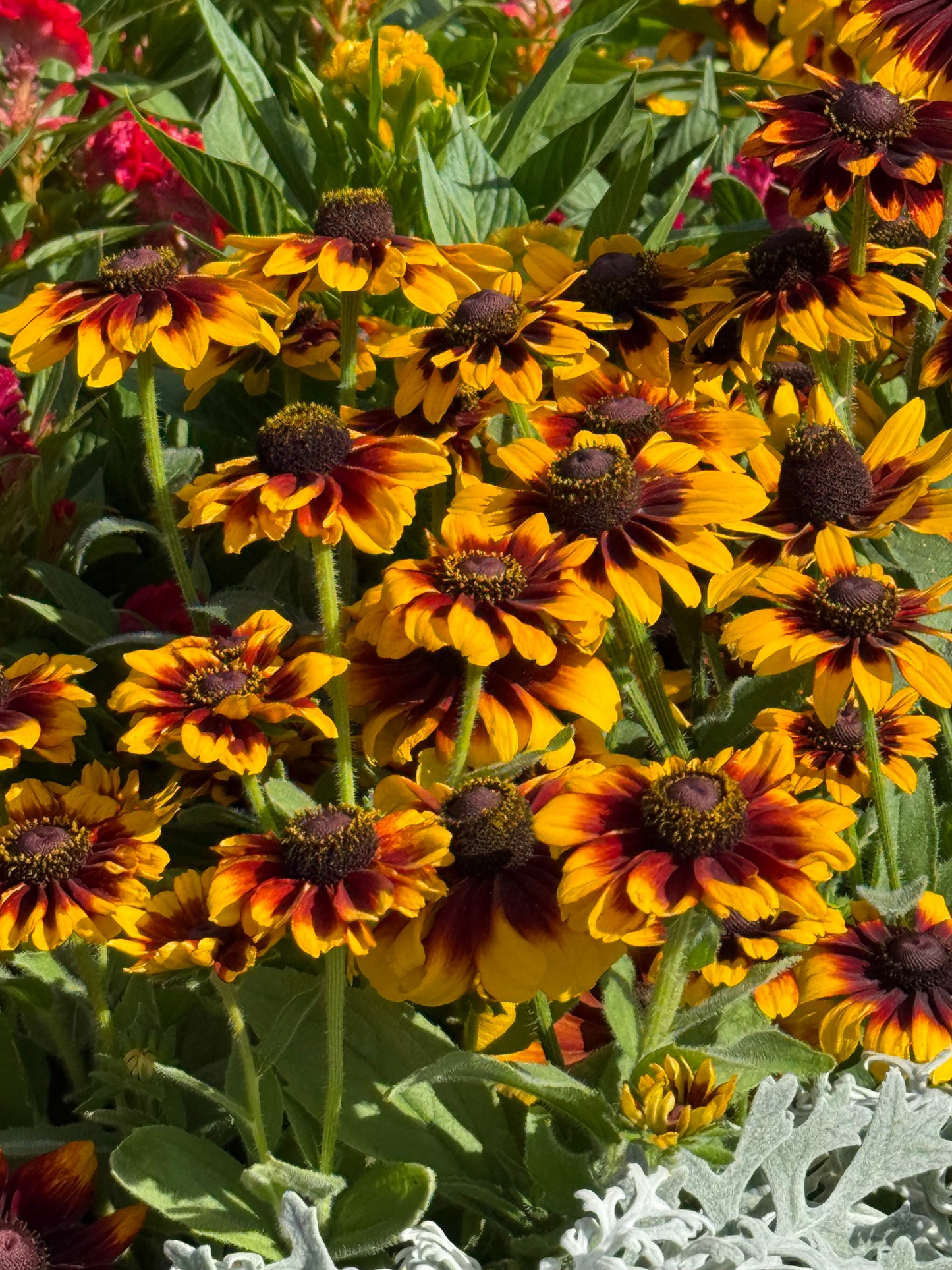 4.5" Rudbeckia