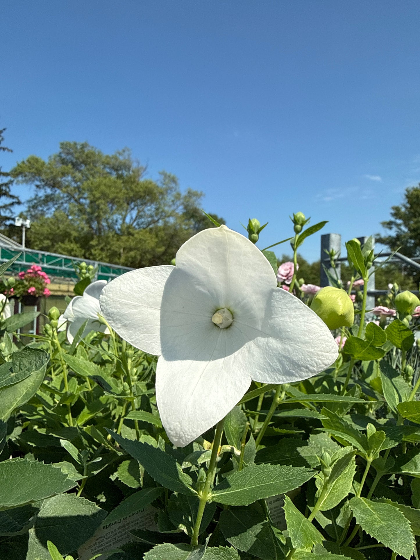 4" Balloon Flower