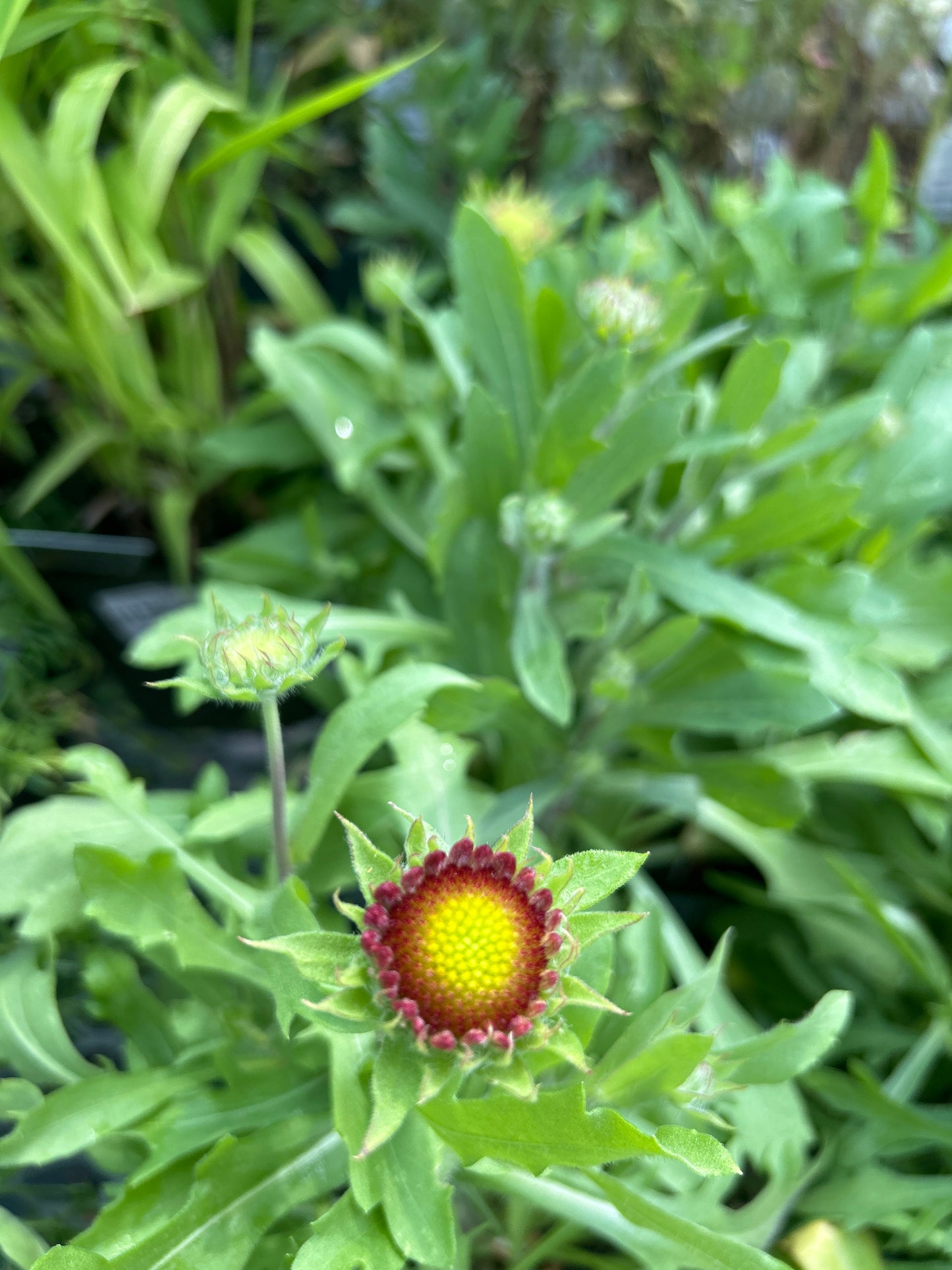 4" Blanket Flower (Gaillardia)