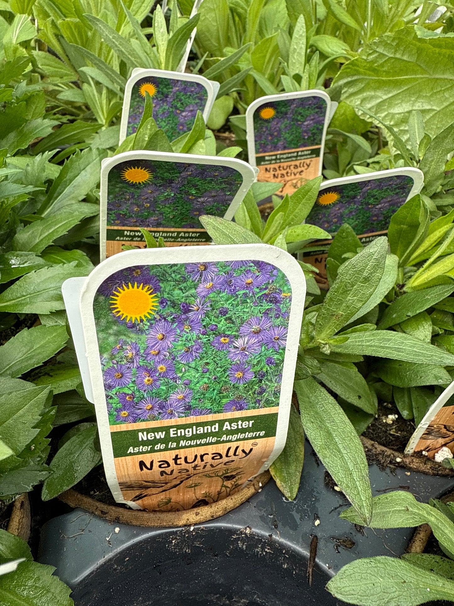 4" New England Aster 'Symphyotrichum Novae-Angliae