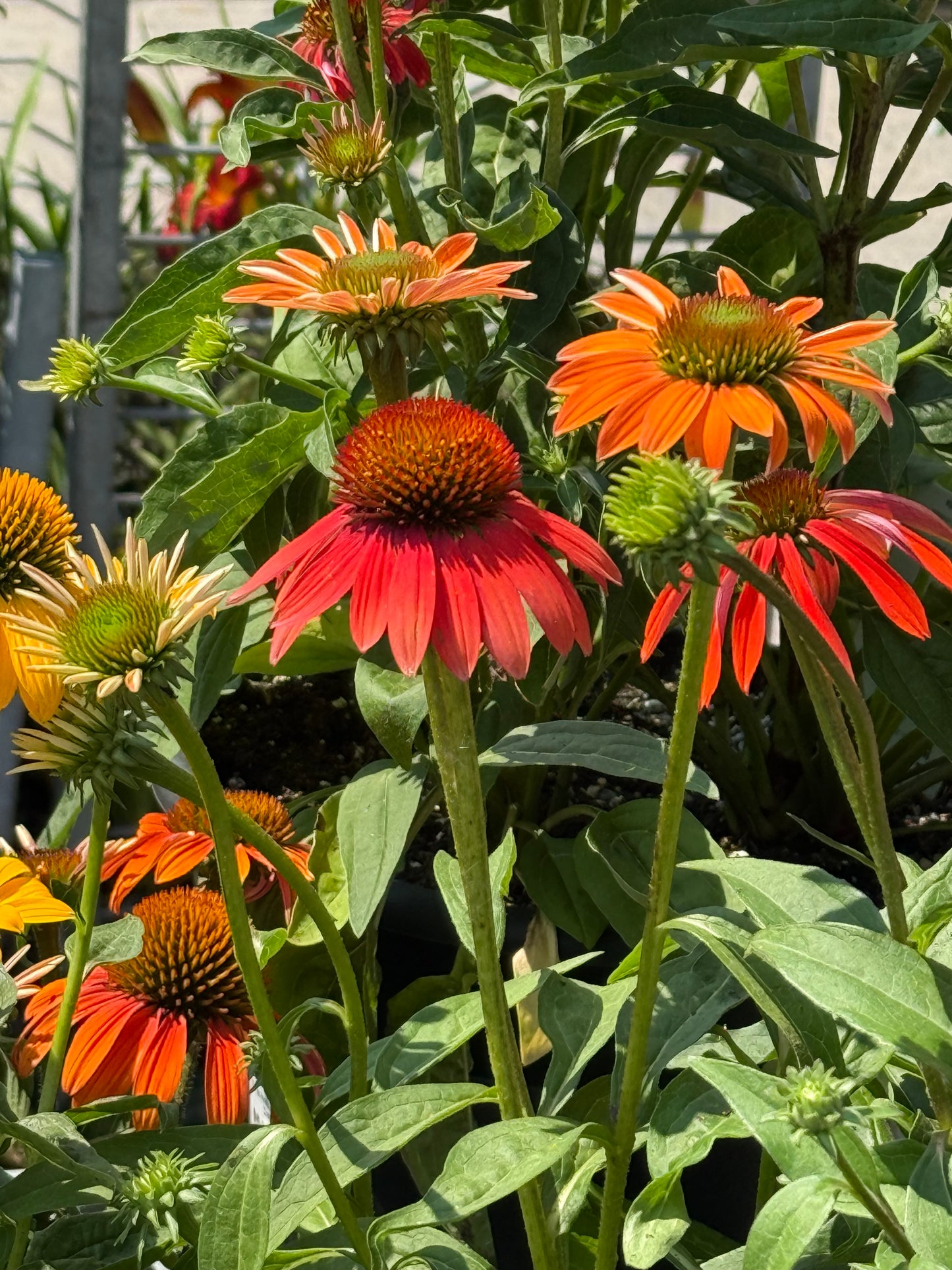 10" Fall Perennial Planters