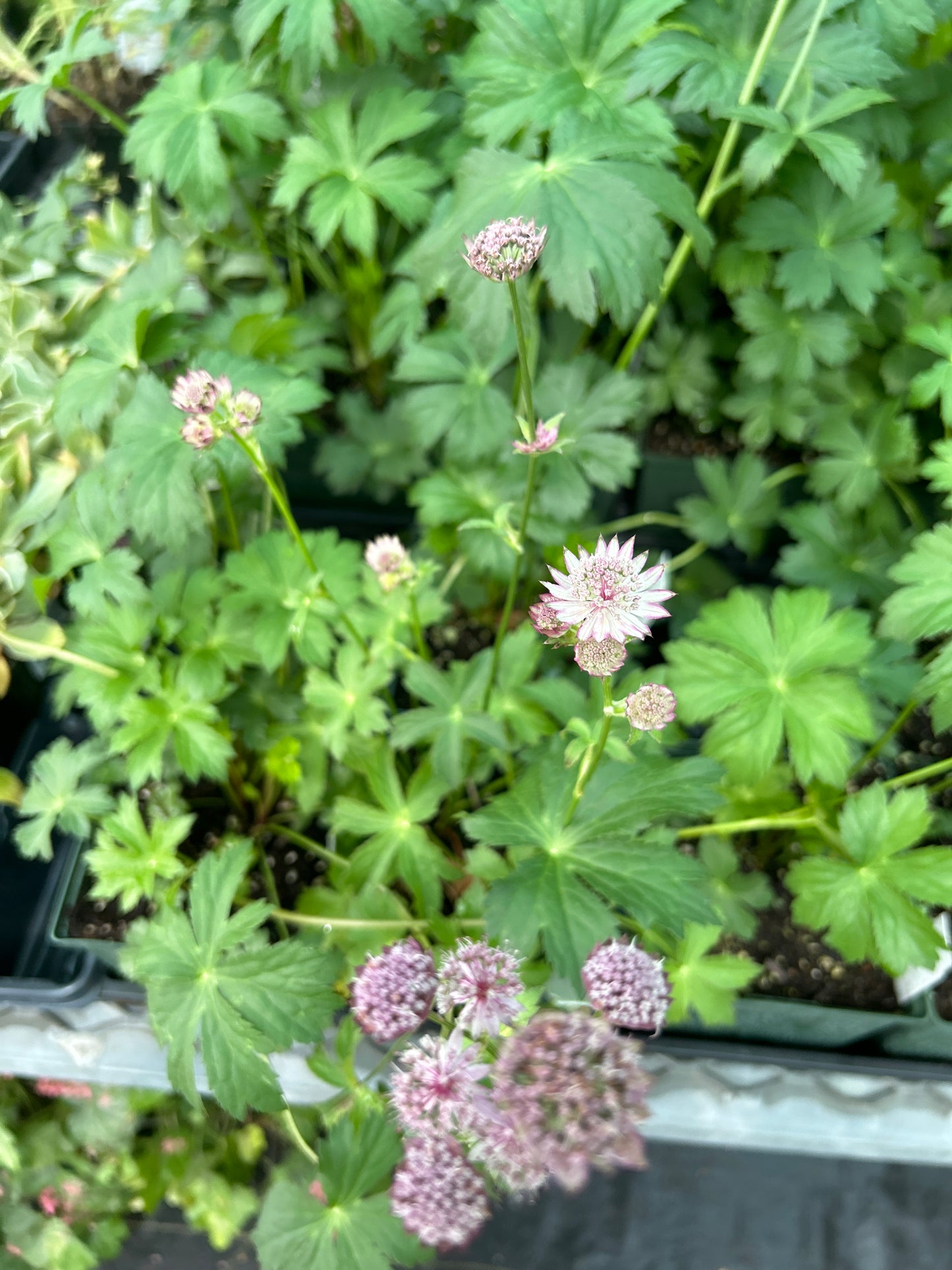 1 Gal Masterwort 'Astrantia'