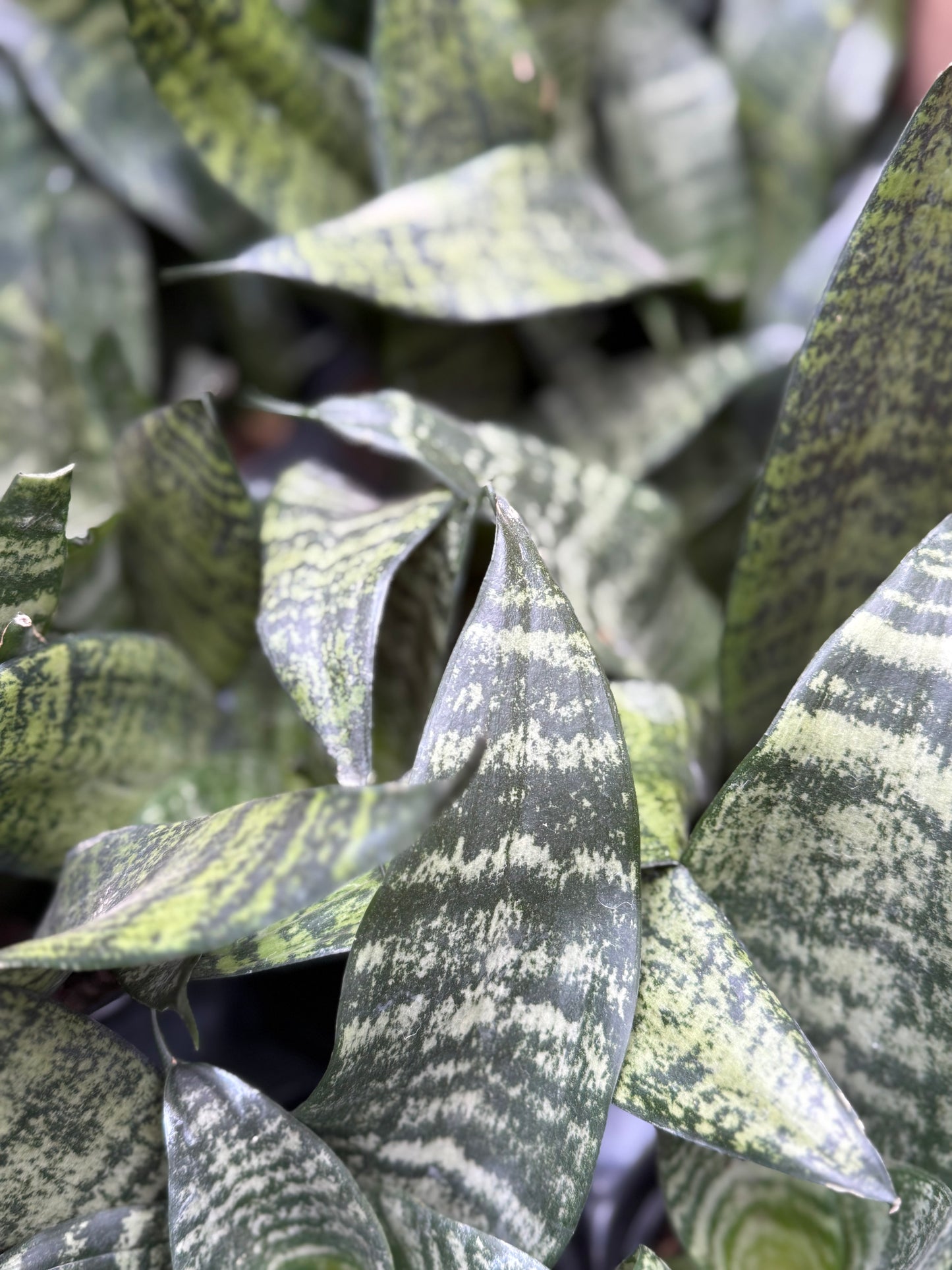 Snake Plant 'Sansiveria Zeylanica'