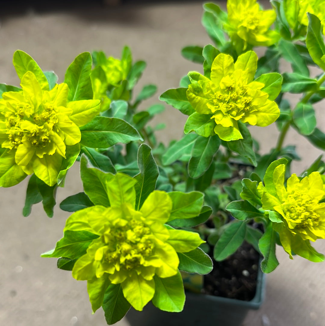 6” Euphorbia Polychroma (cushion spurge)