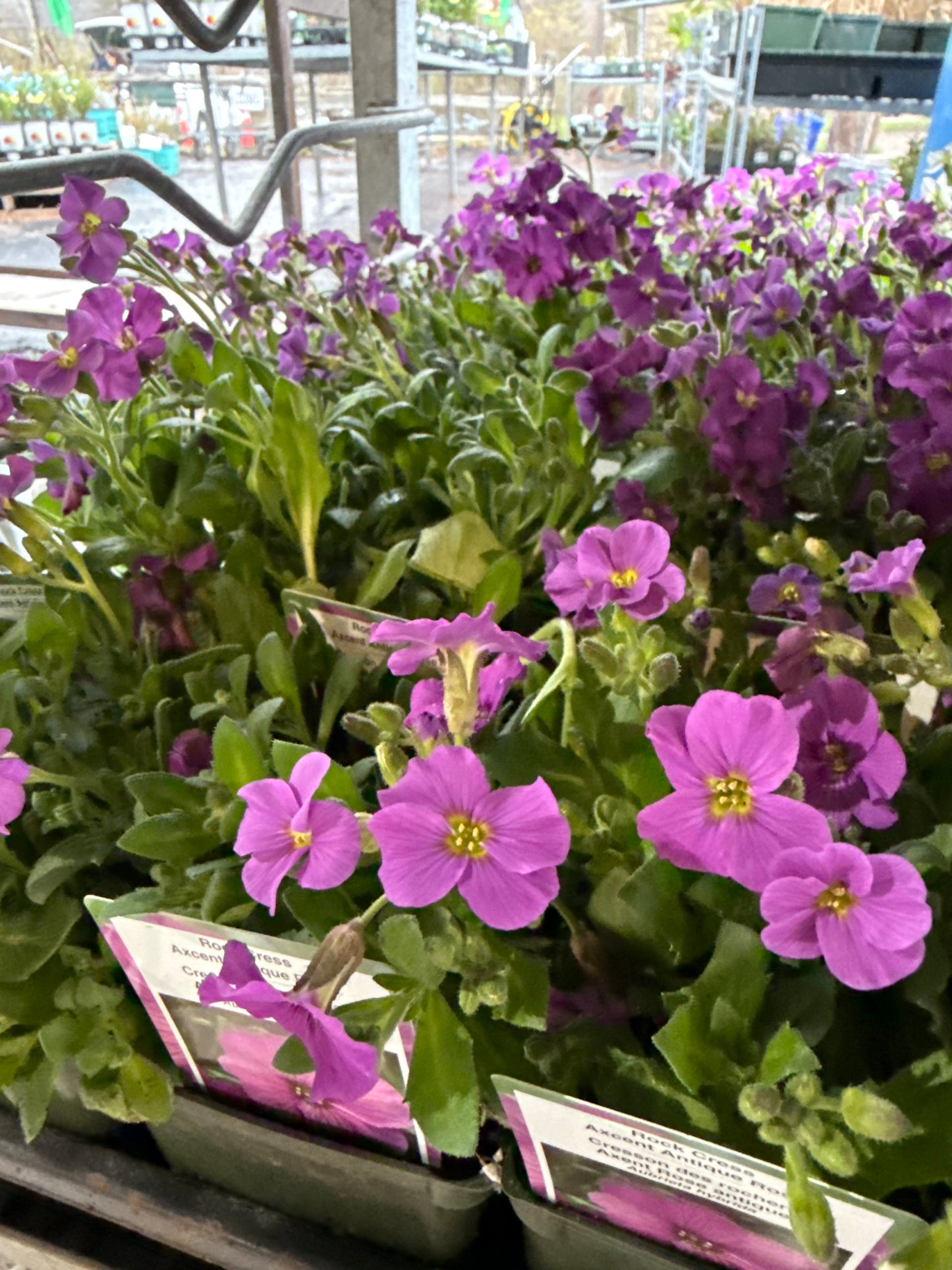 4" Aubrieta 'Rock Cress'