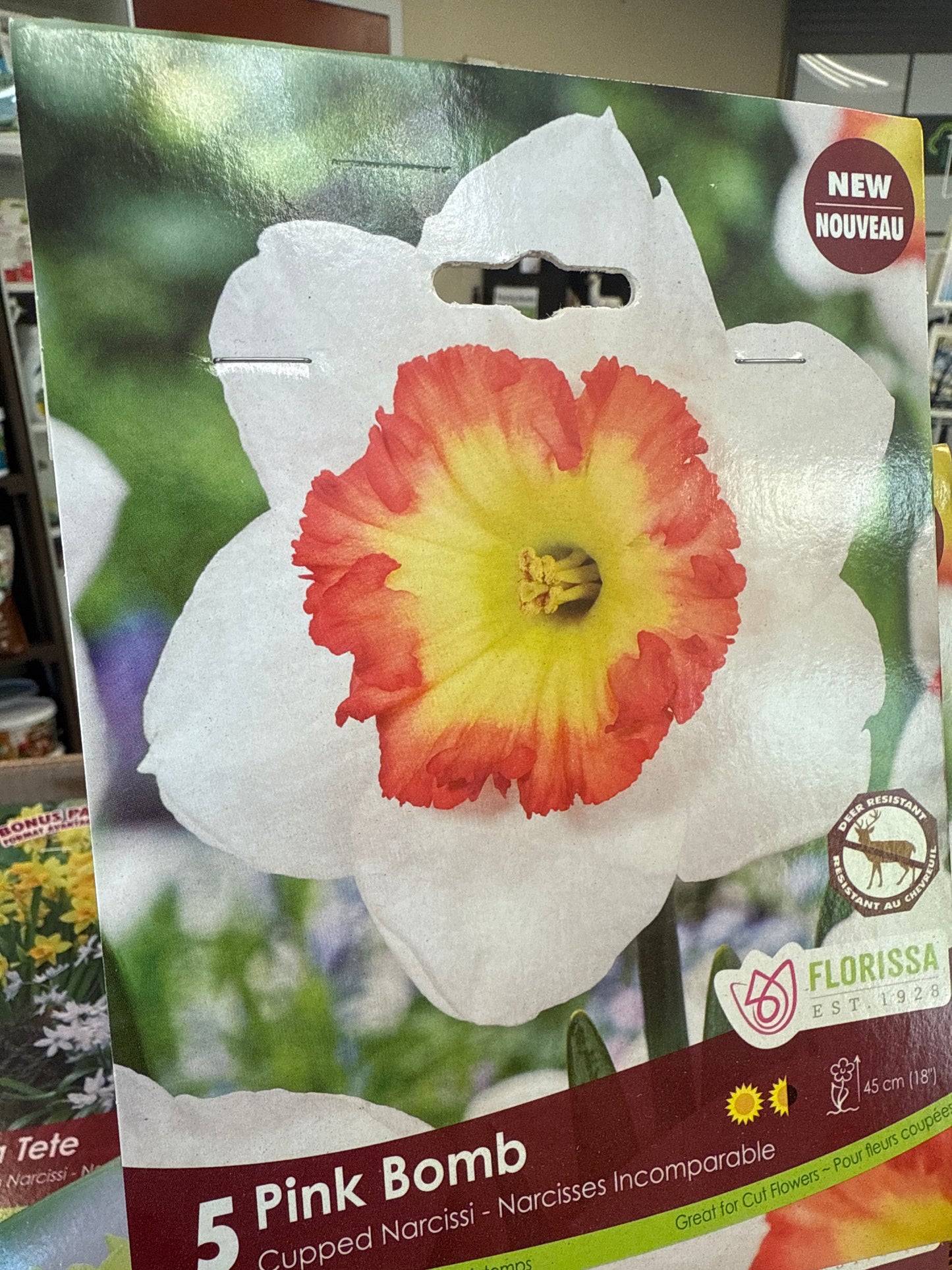 Daffodil Bulbs (Narcisses)