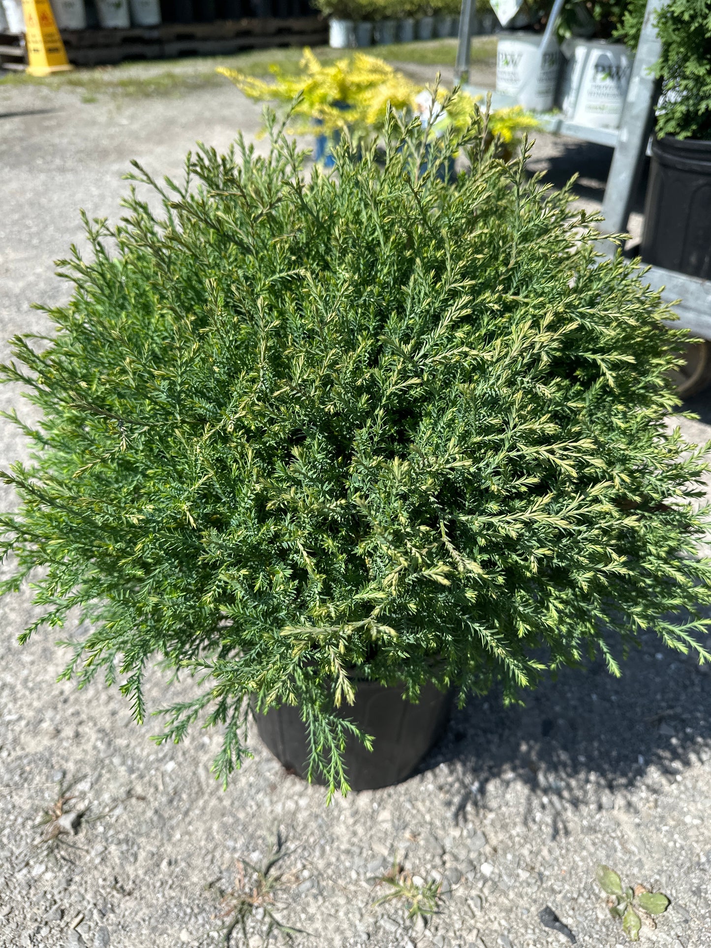 Mr. Bowling Ball White Cedar