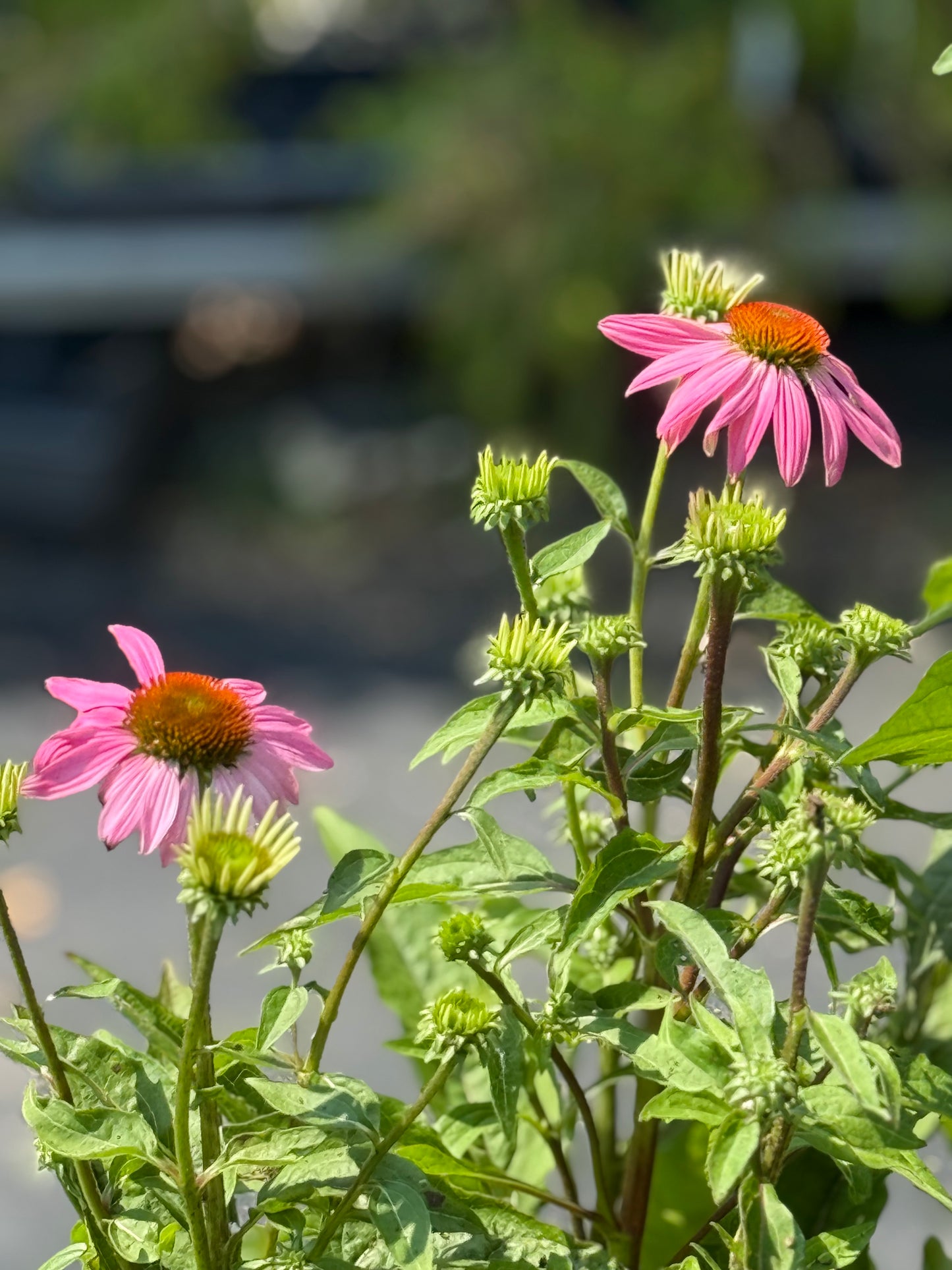 10" Fall Perennial Planters