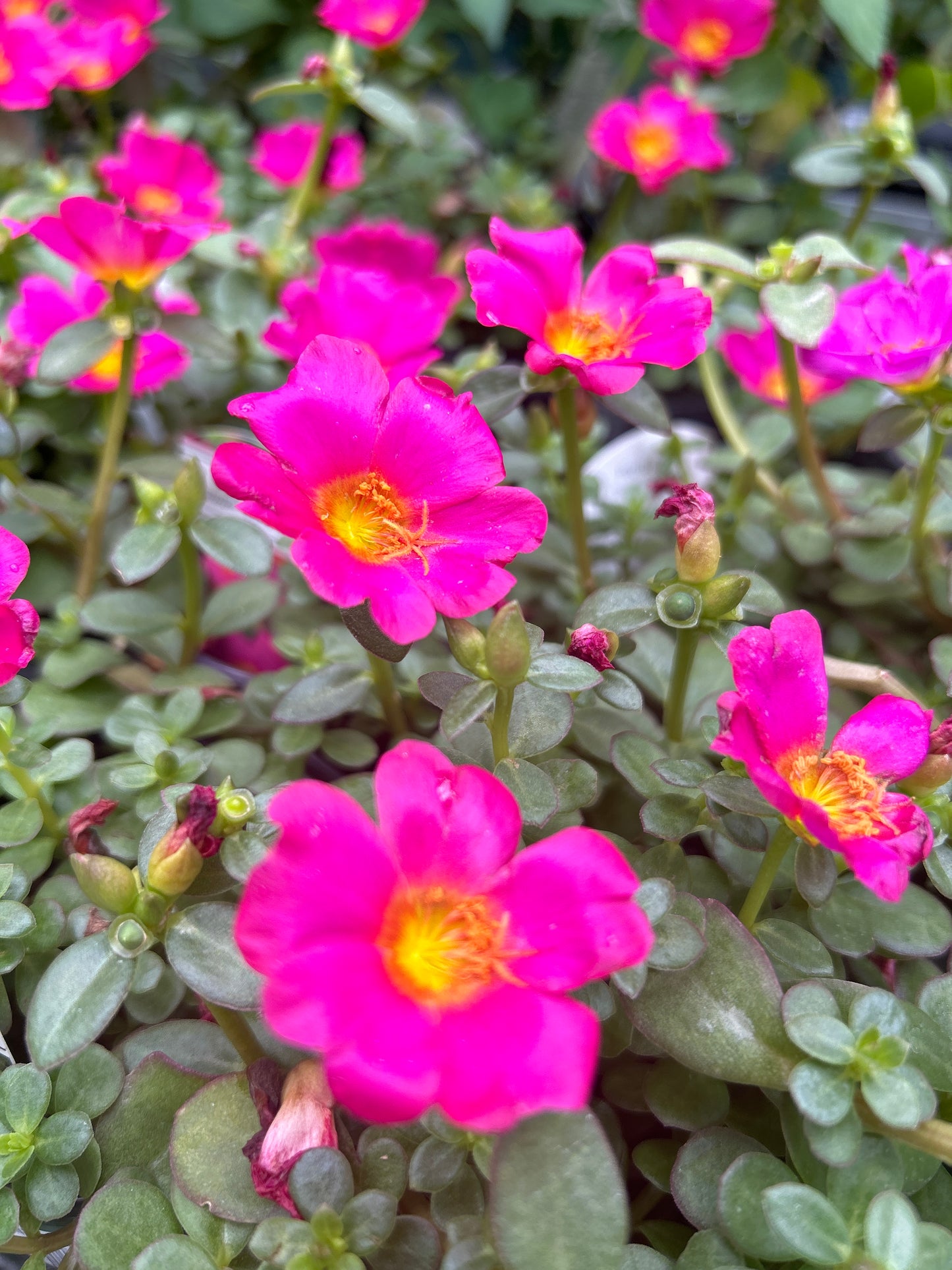 4" Portulaca