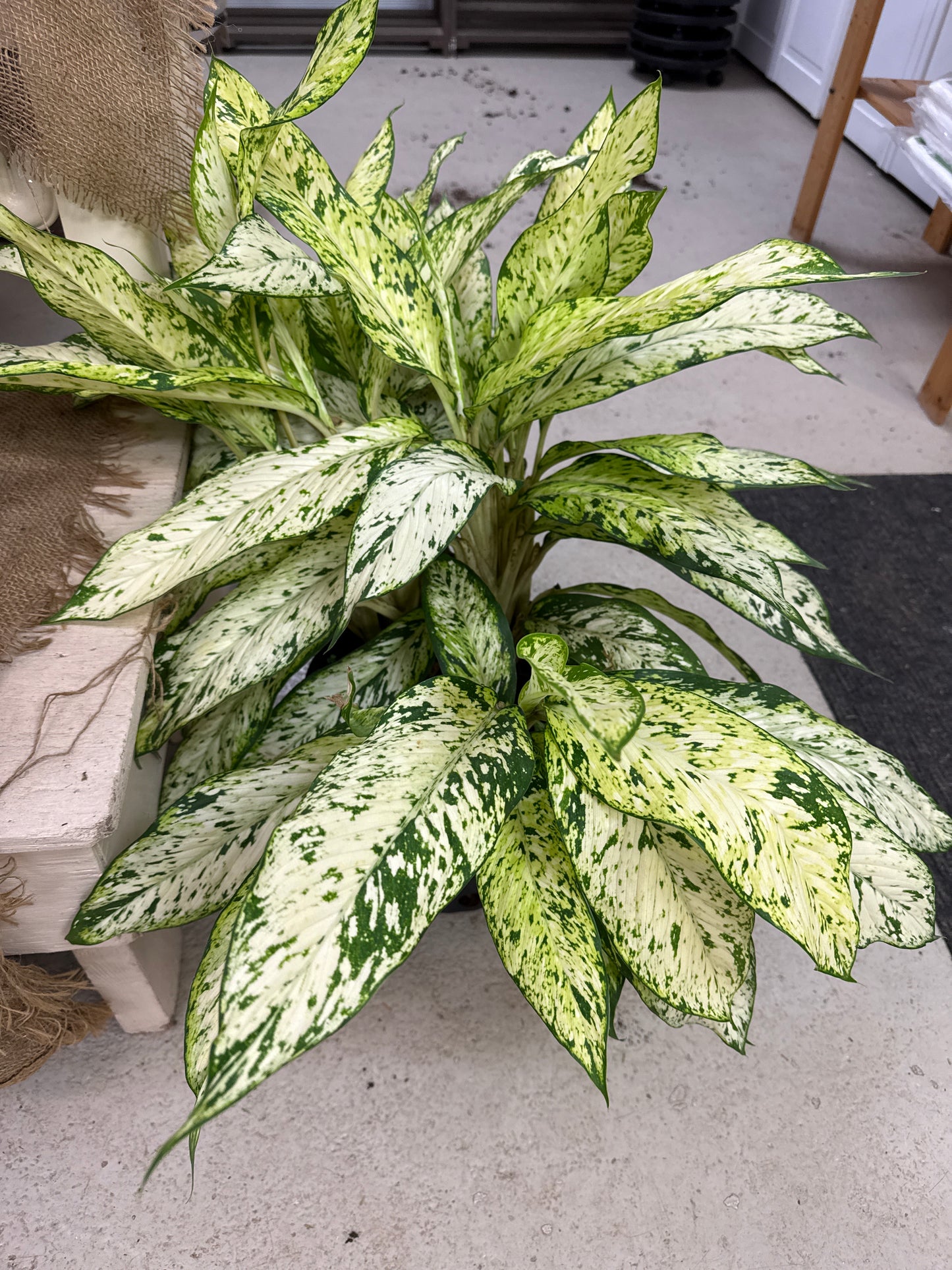 10" Aglaonema Silver Bay
