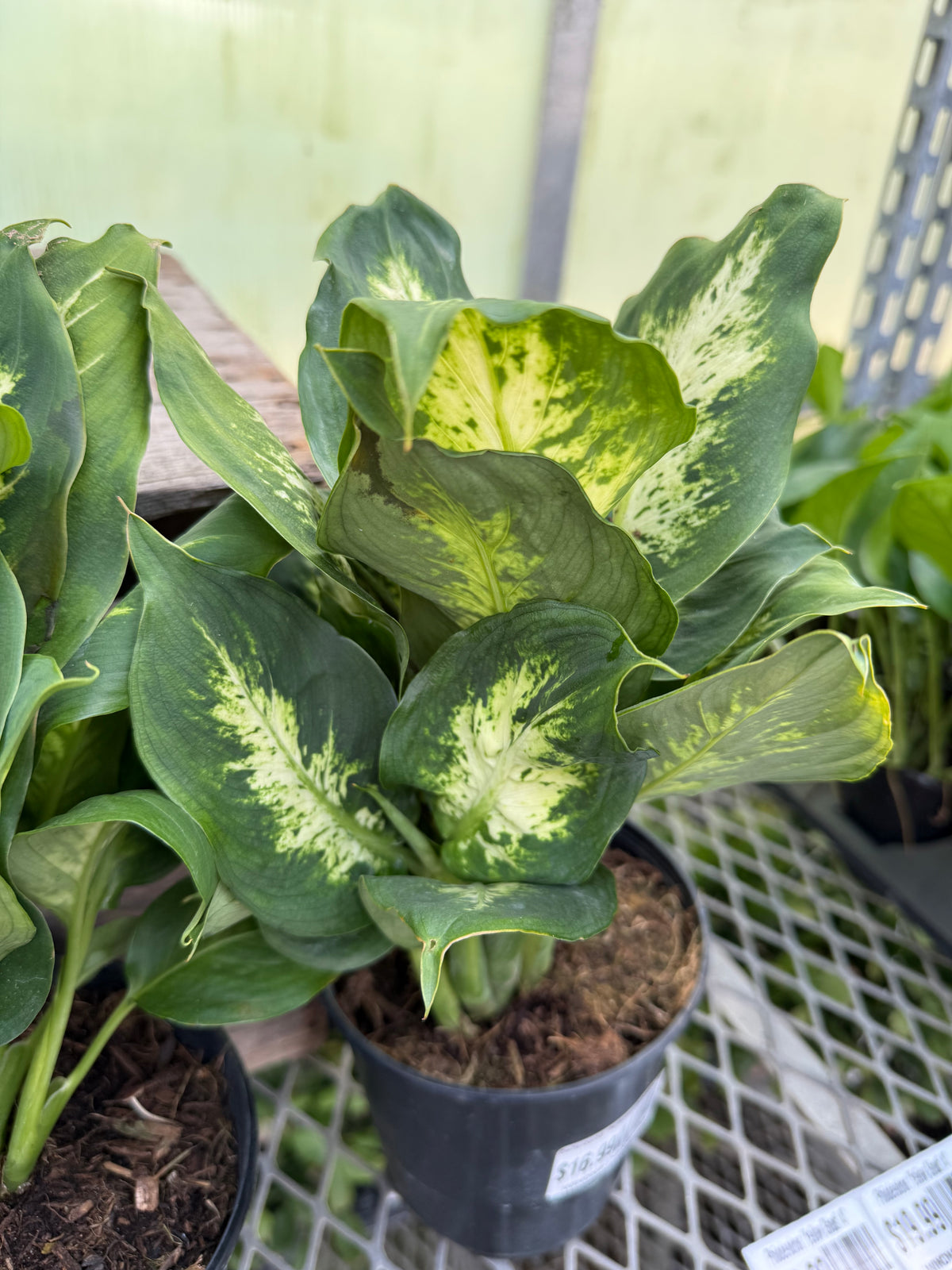 Dieffenbachia 'Perfection Compacta'